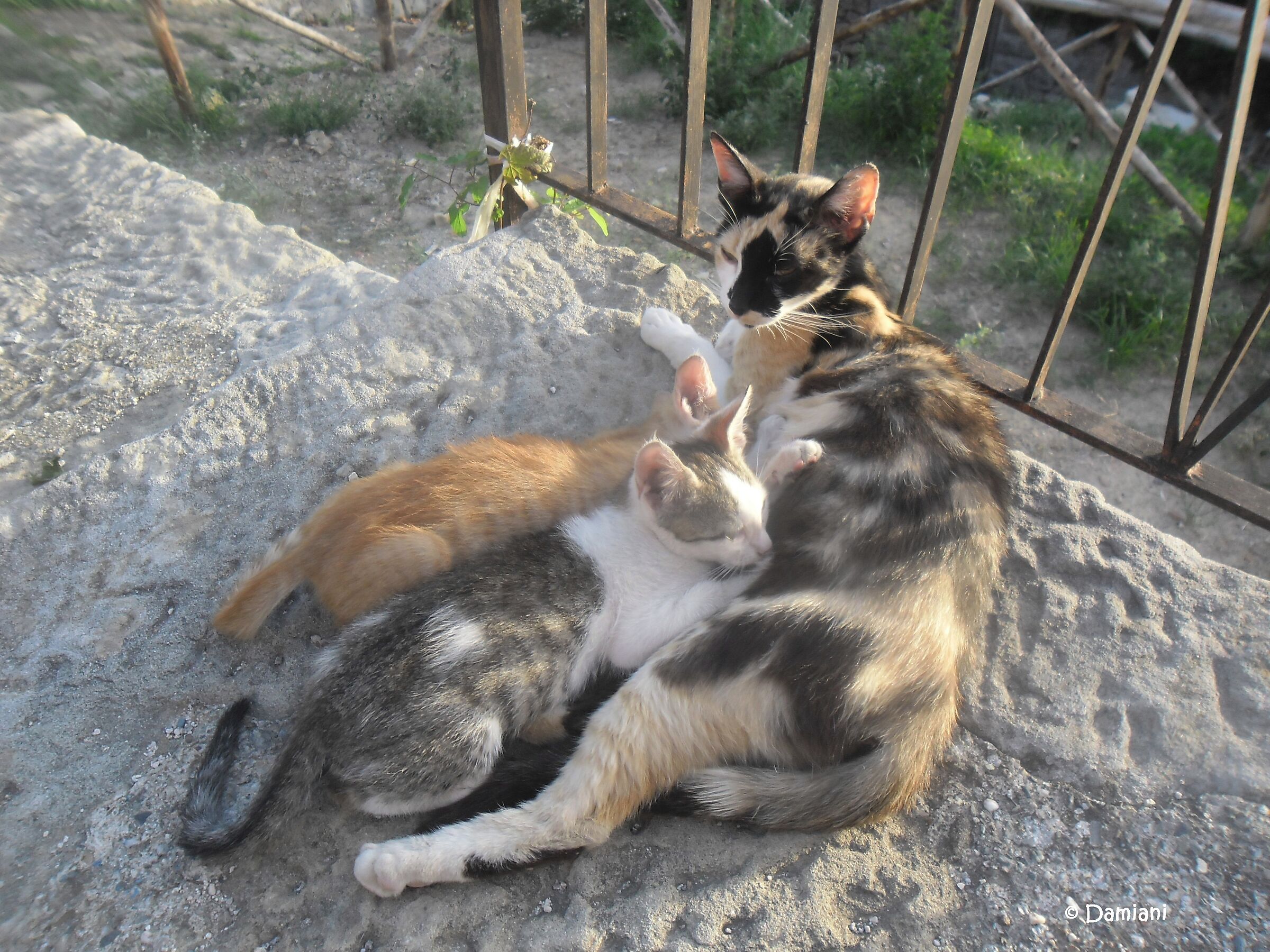 ... che oggi è diventata mamma