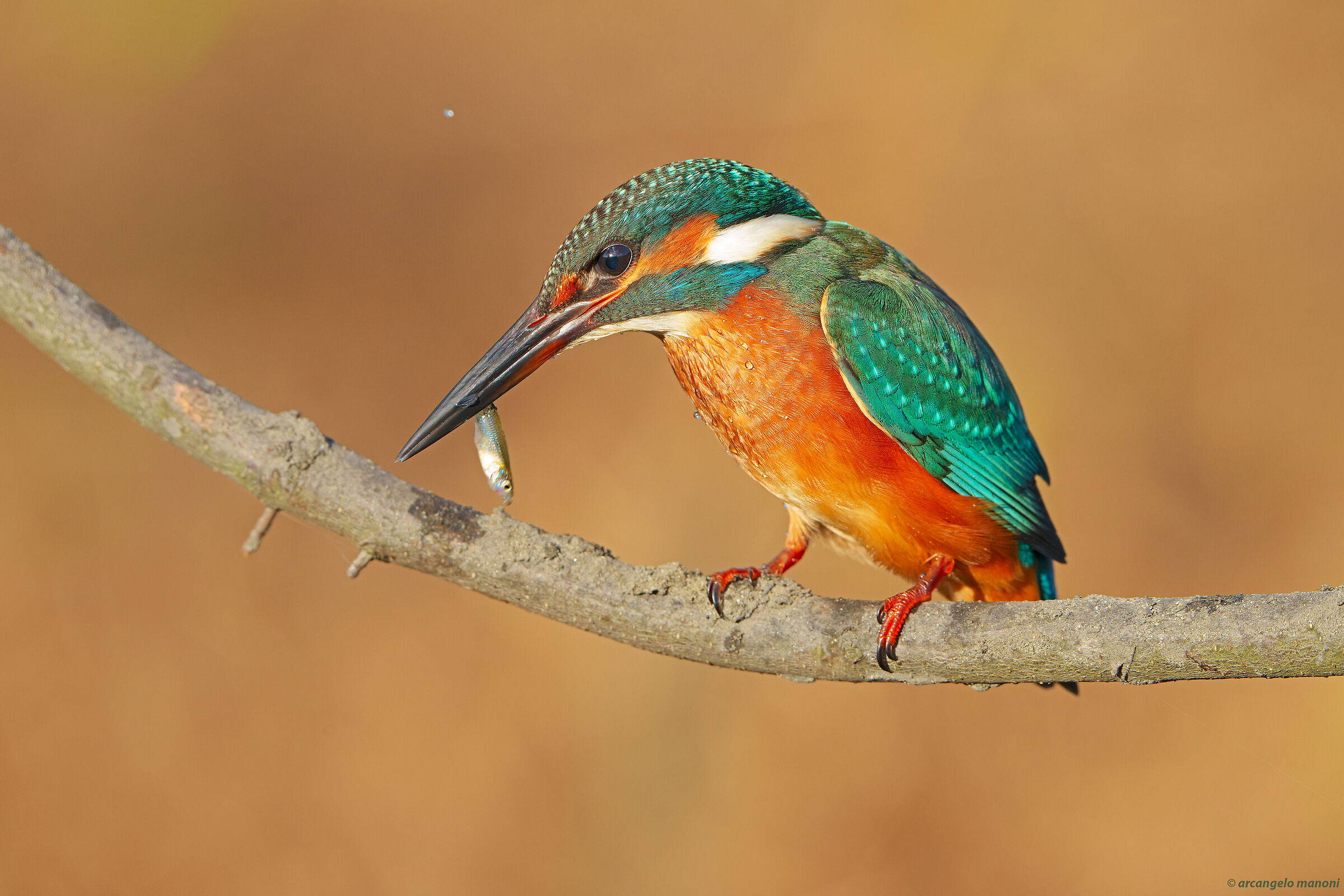 Martino: capture at dawn