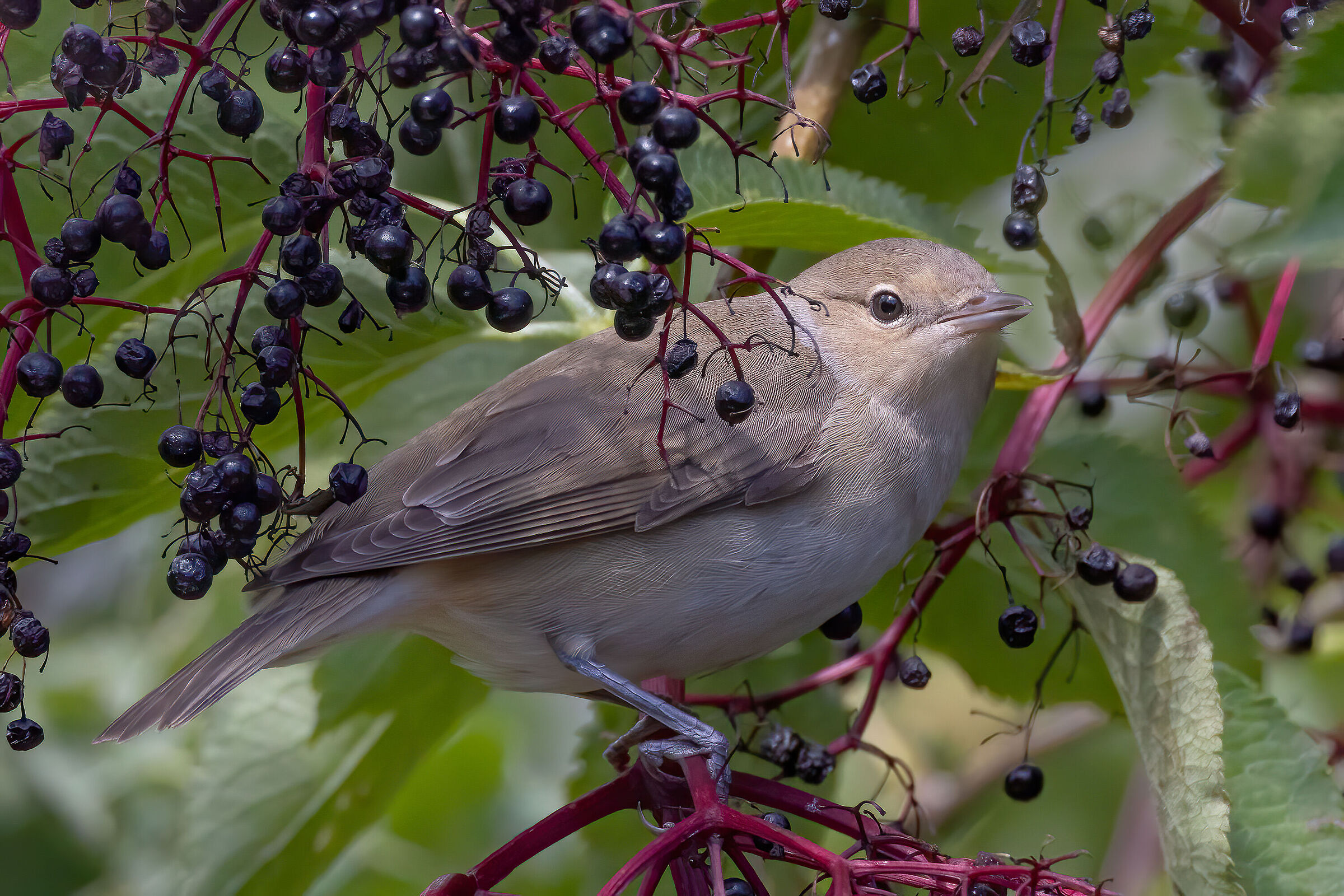 Beccafico (Sylvia borin) su sanbuco