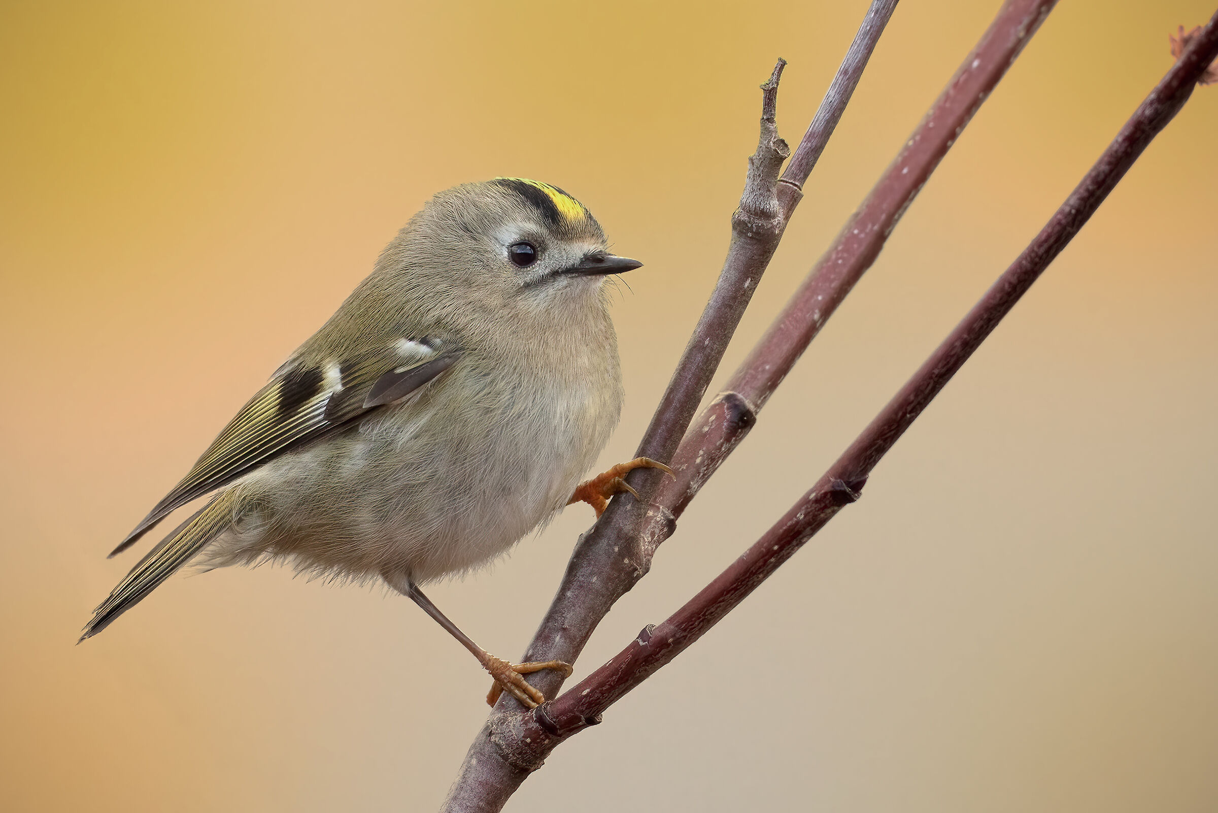 Regolo (Regulus regulus)