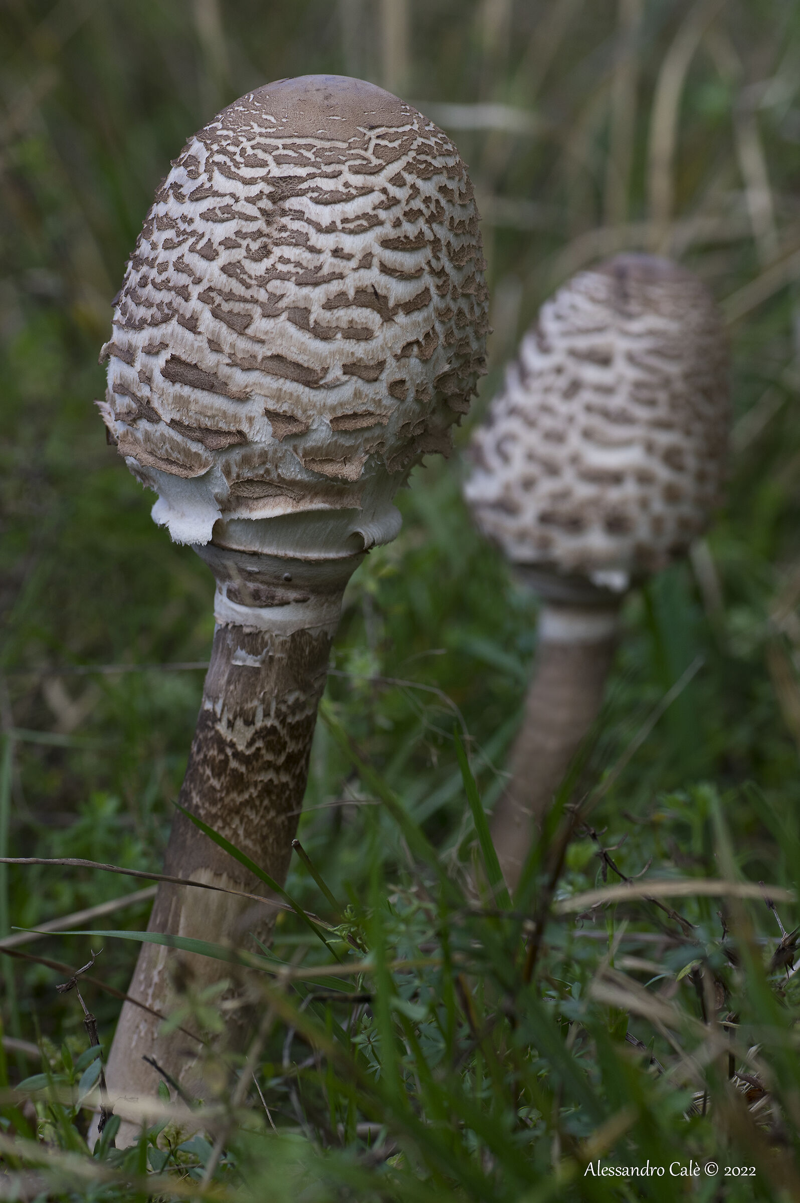 Macrolepiota procera (Drum Mace) 8145