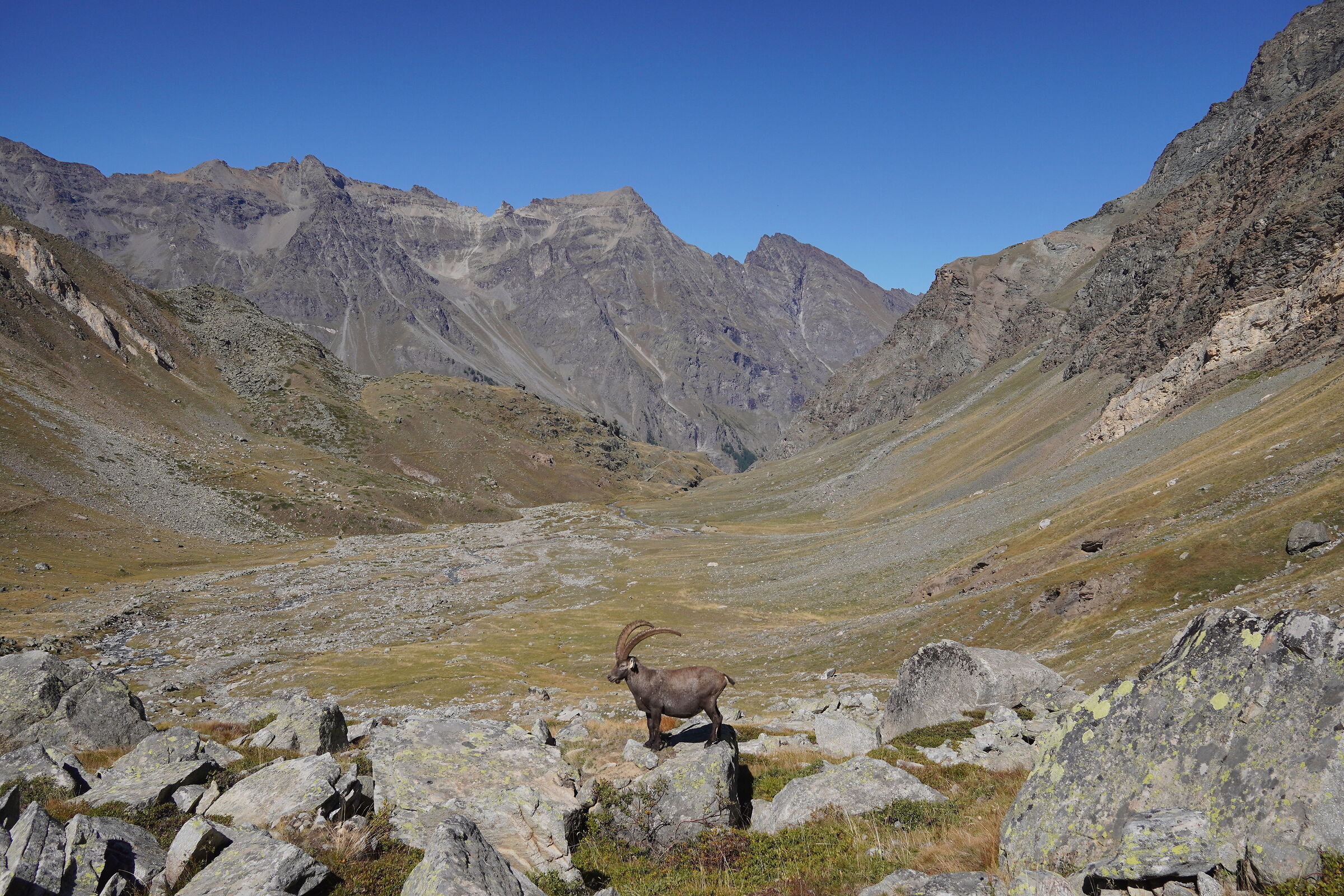 The ibex and its territory