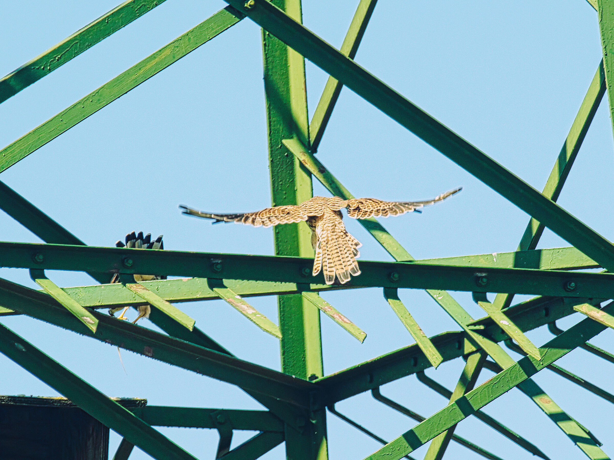 I gheppi... elettrici