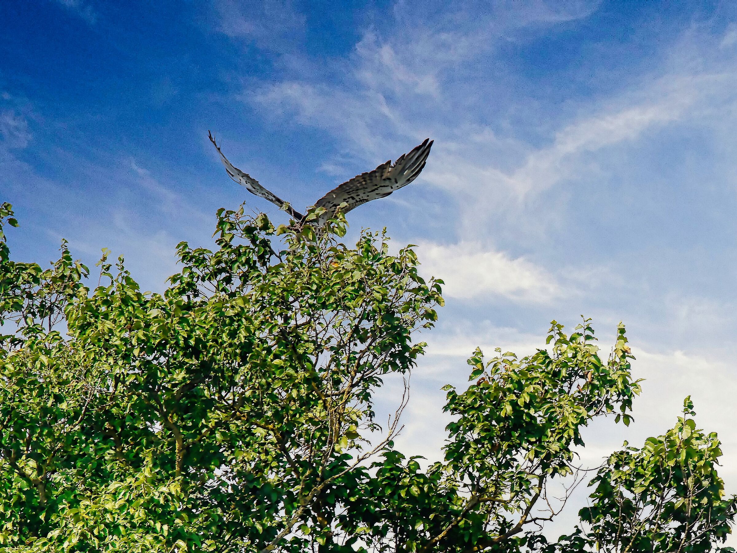 e il Biancone se ne va