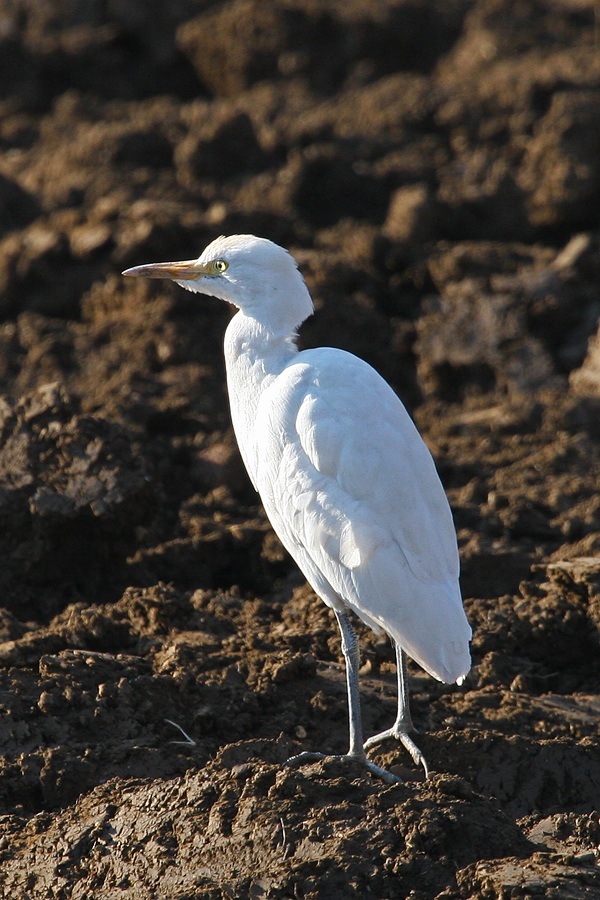Egret