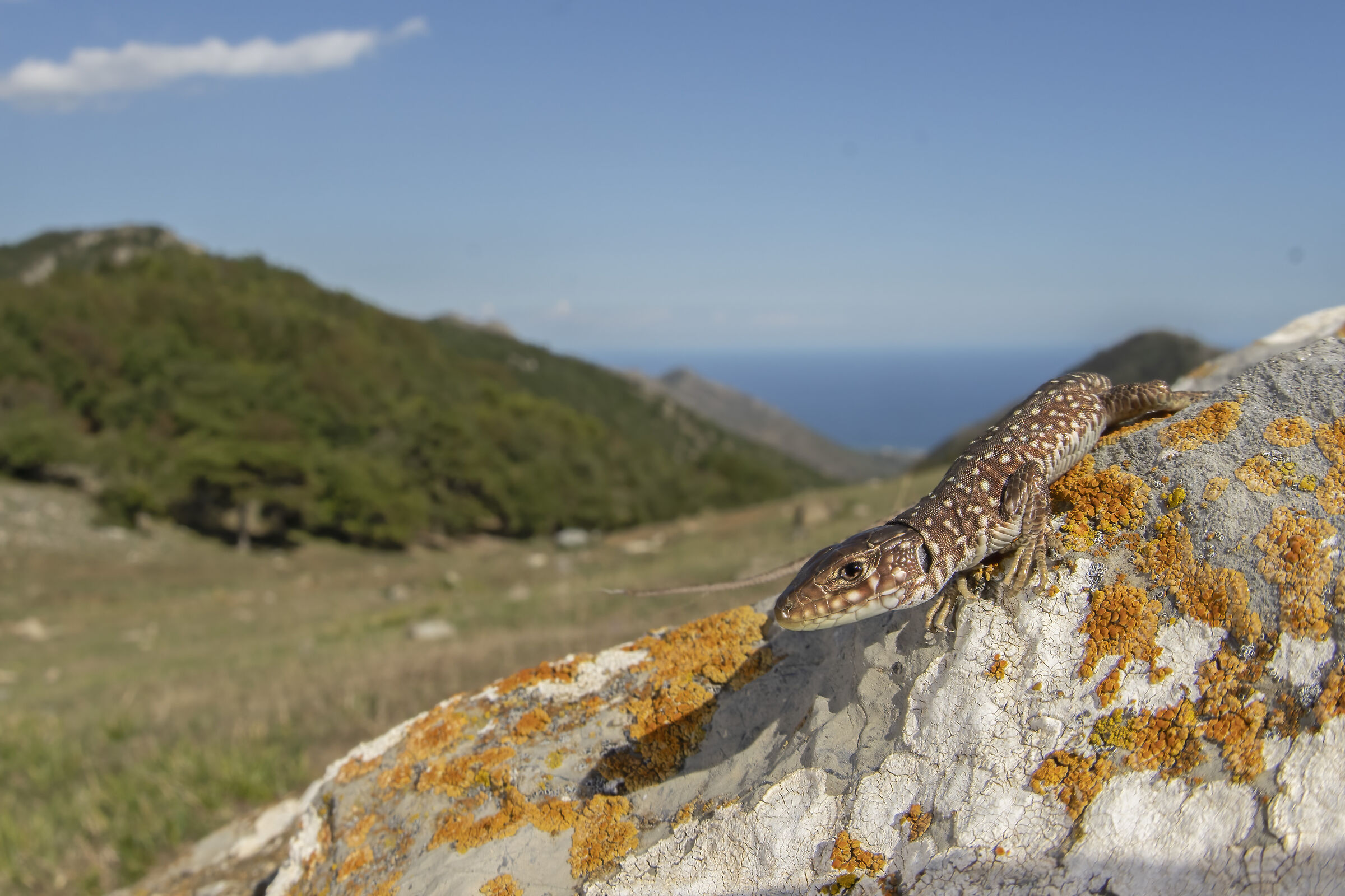 Giovane Lucertola ocellata