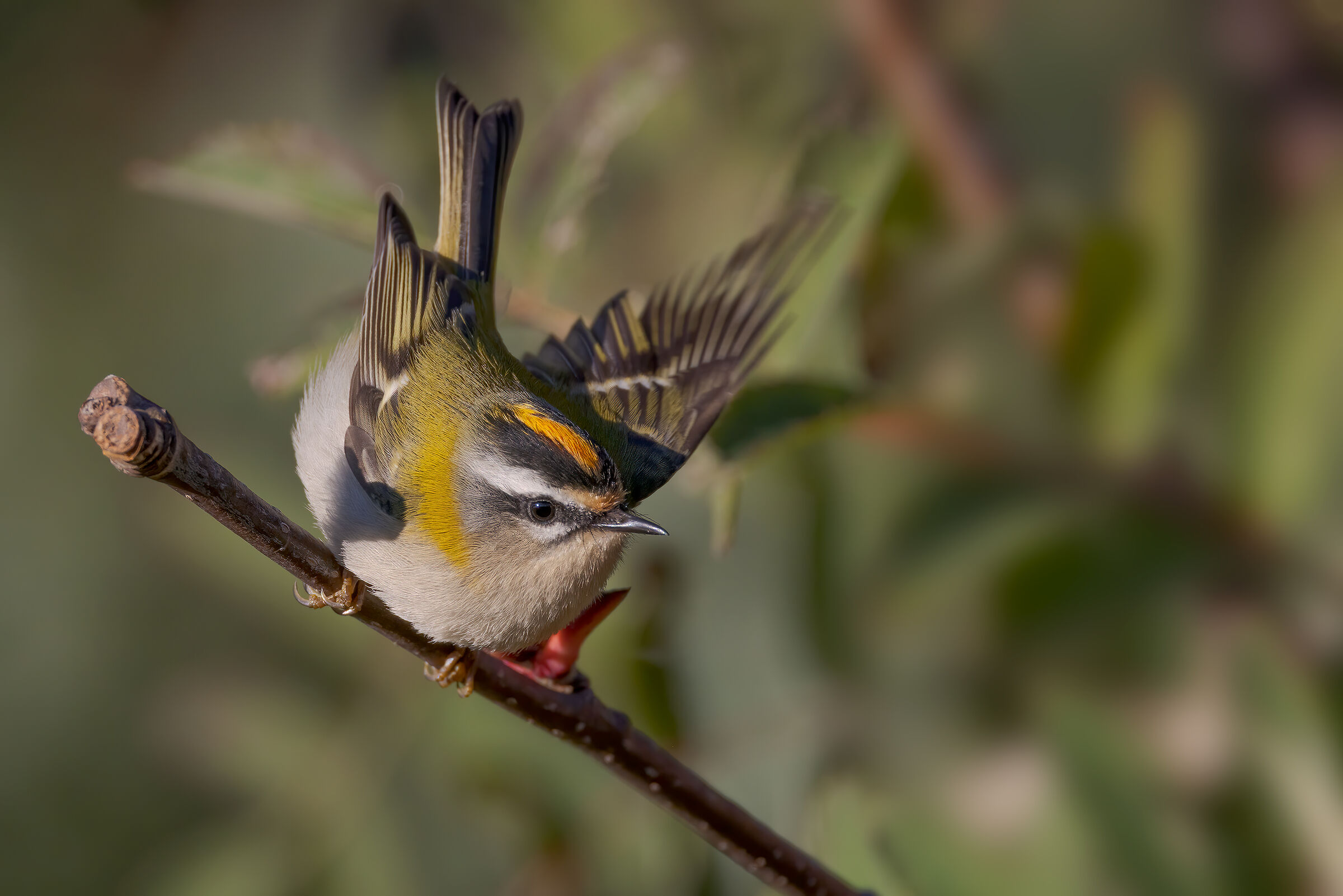 Fiorrancino (Regulus ignicapilla) - Ottobre 2022
