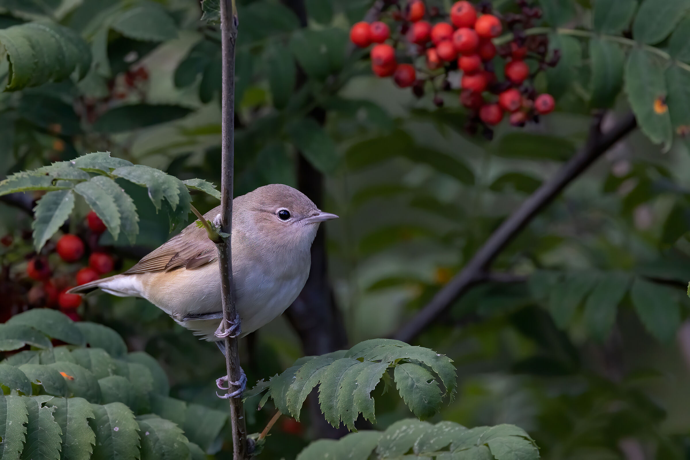 Beccafico (Sylvia borin) su sorbo - Ottobre 2022