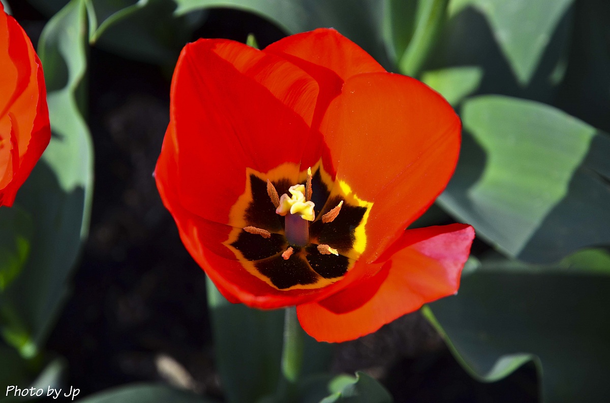 Tulipano