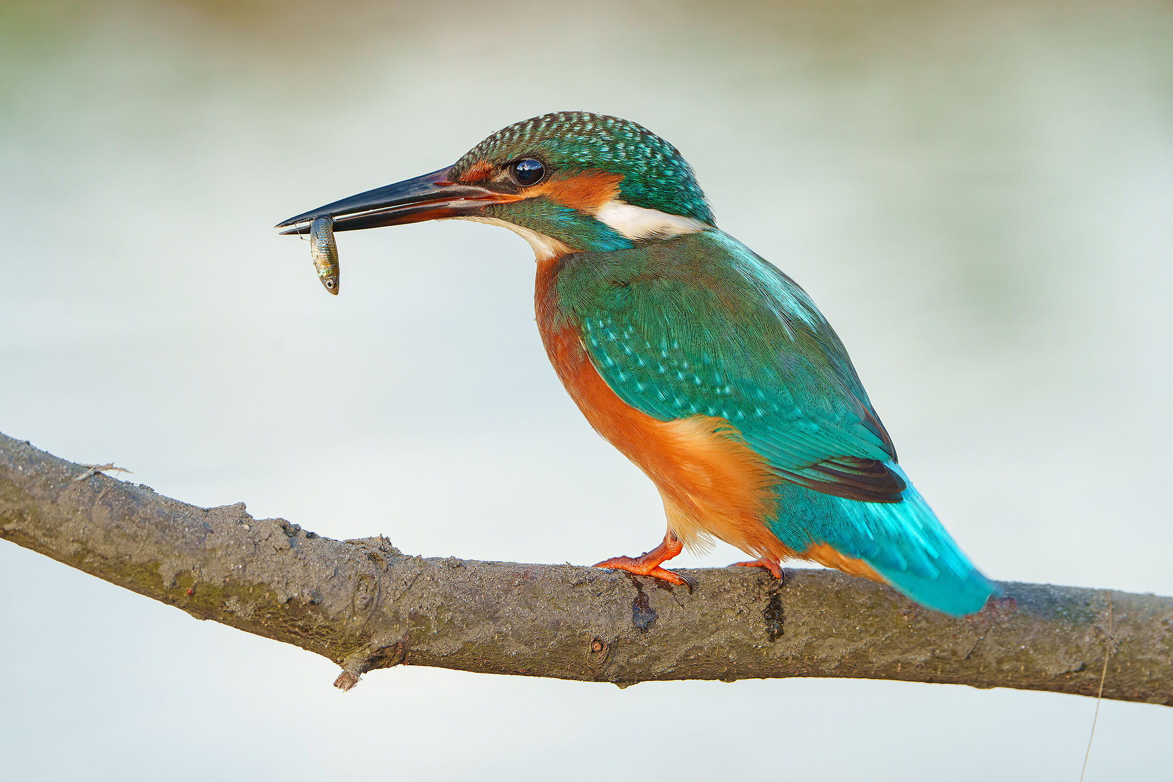 Martin against a reflection of the lake