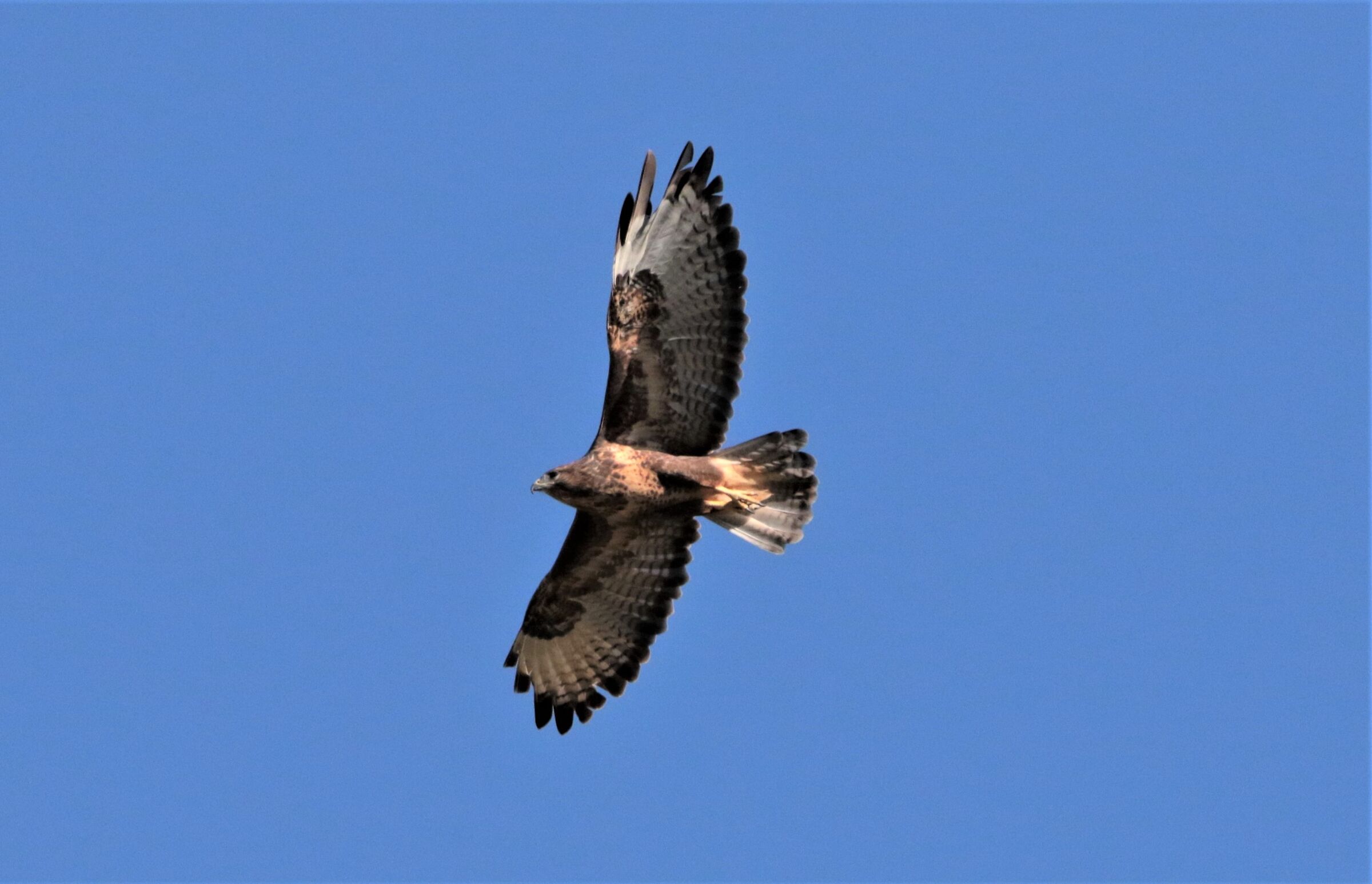 buzzard