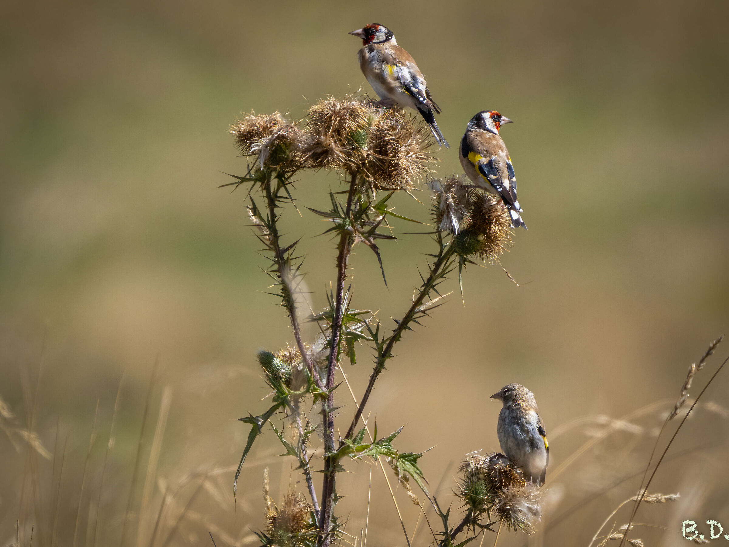 Carduelis carduelis (Goldfinch)