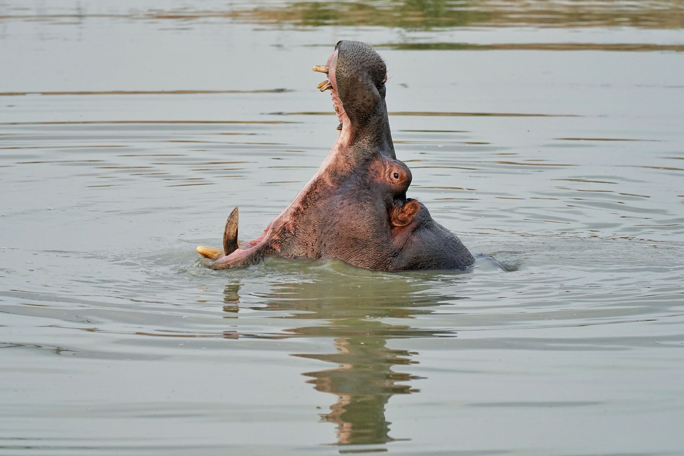 Che noia questi turisti