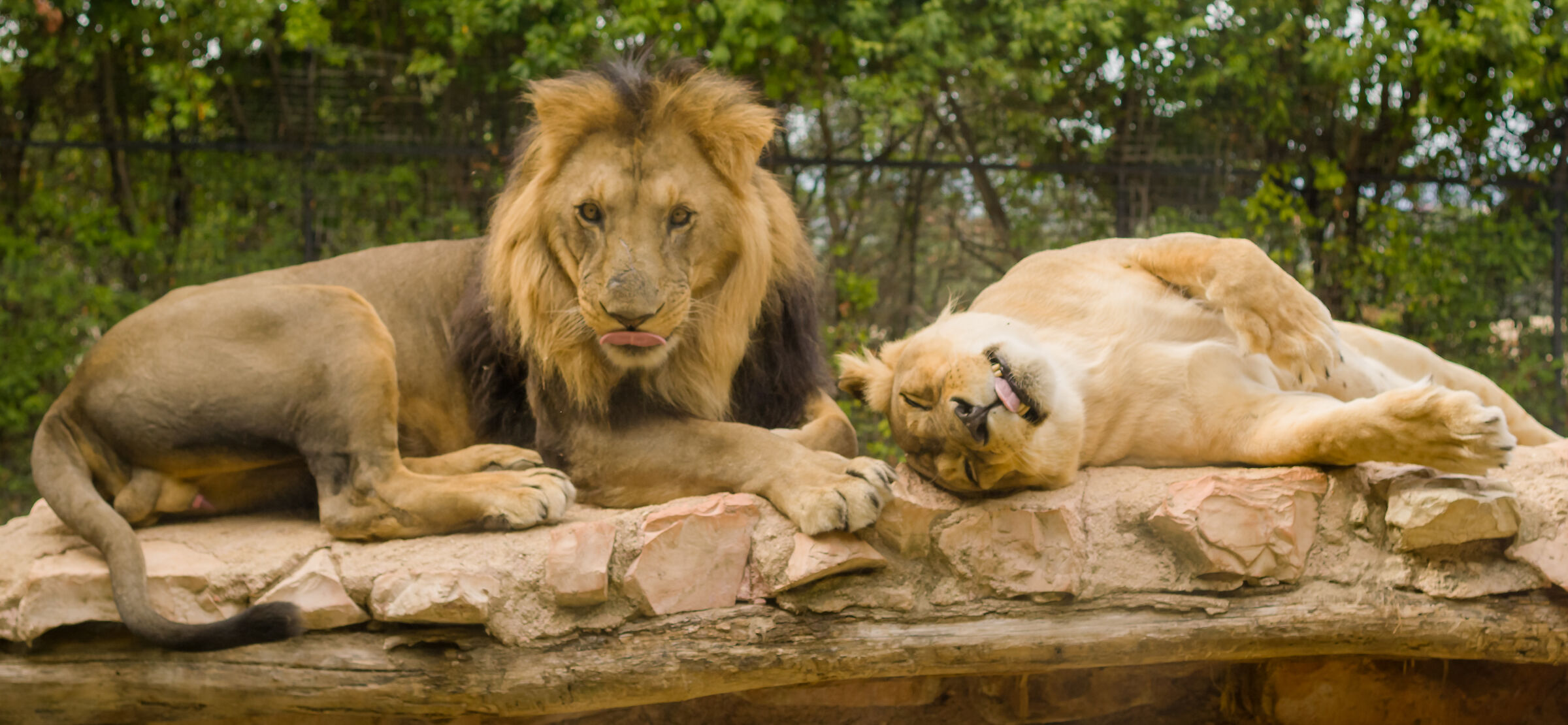 Leoni con linguaccia