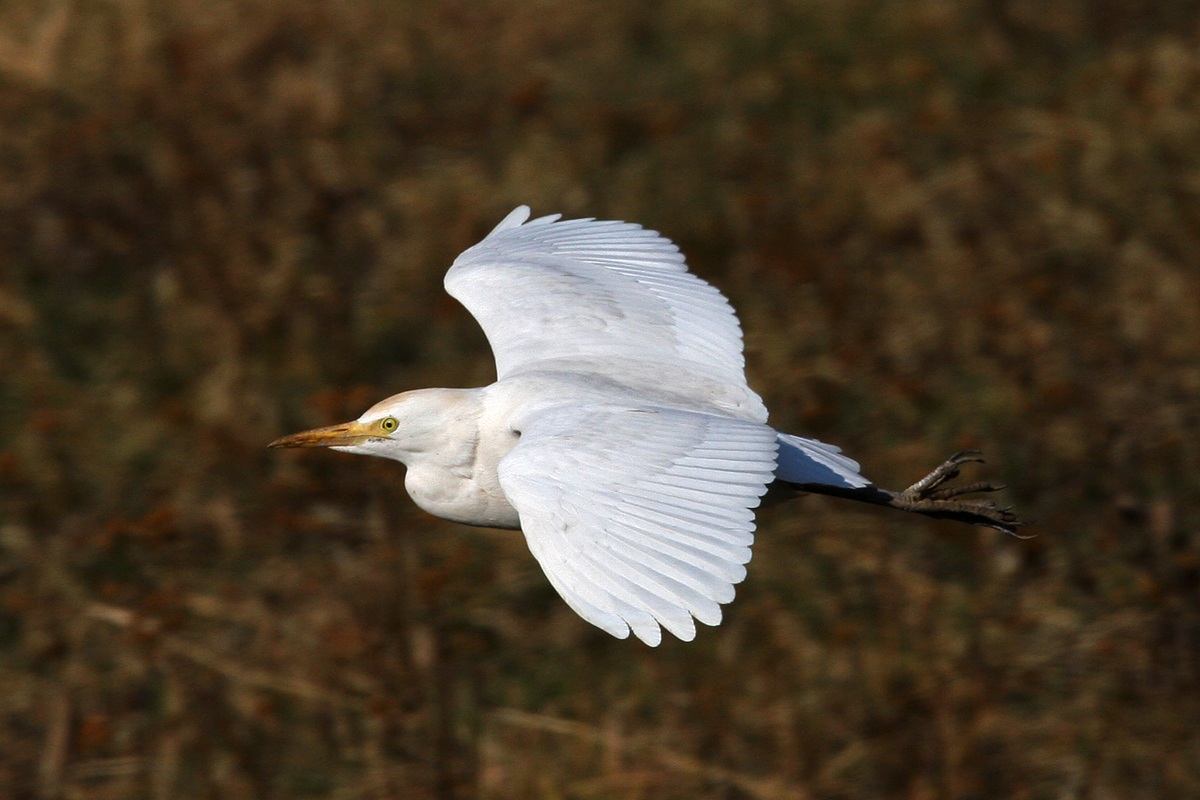 Flight of the Egret