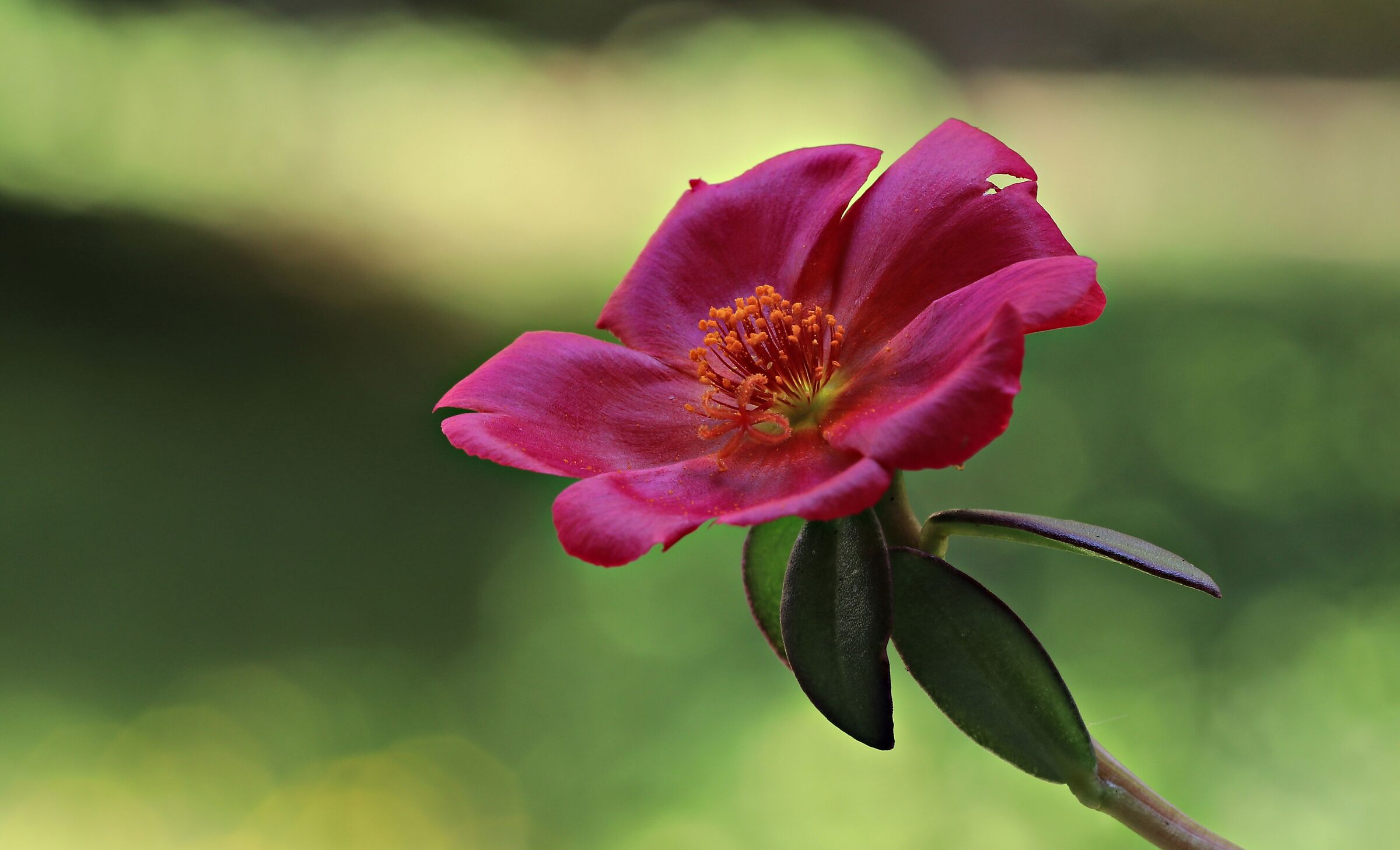 Portulaca