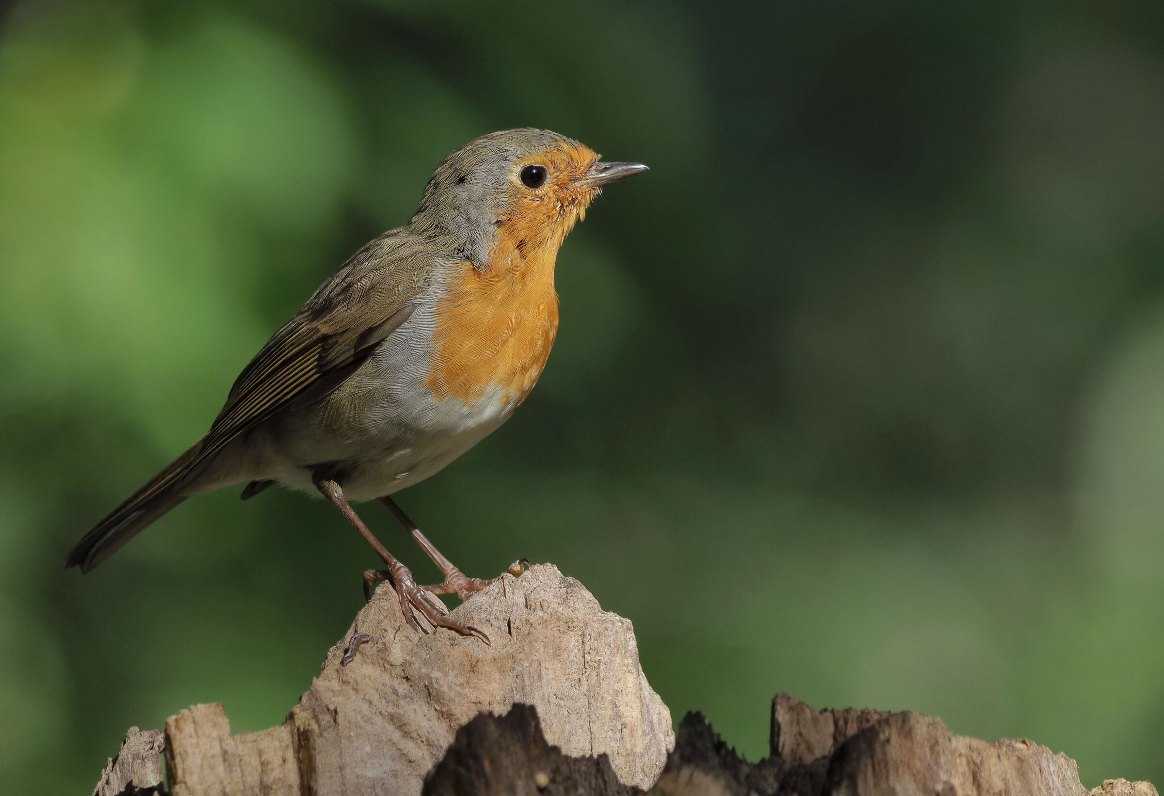 om-d1x + 100-400 nessuna post solo ritaglio