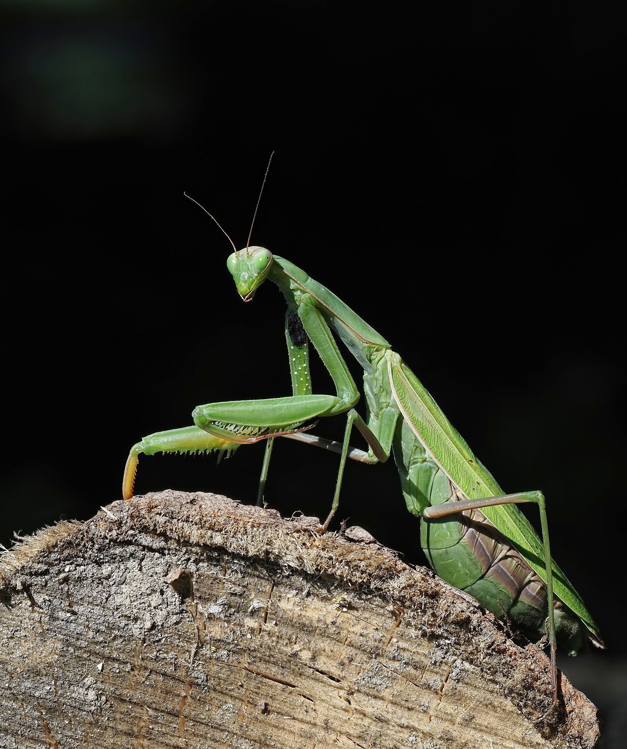 The Lady in Green