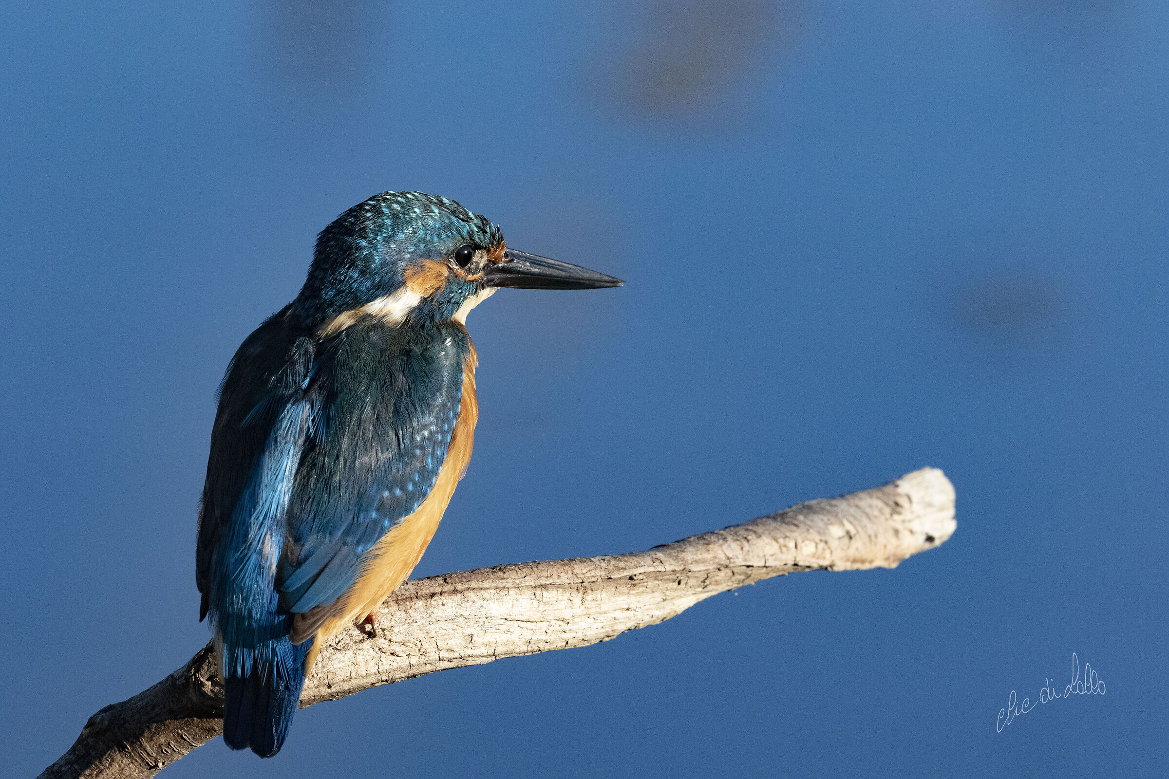 Martin pescatore   Ortazzo  di Lido di Classe  (ra)