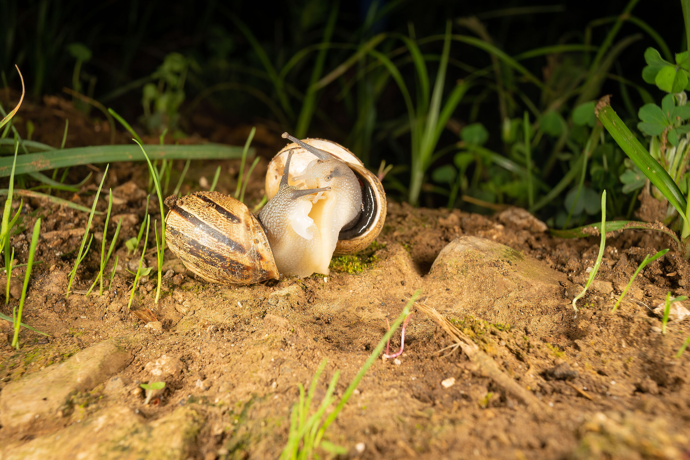 Eobania vermiculata in accoppiamento