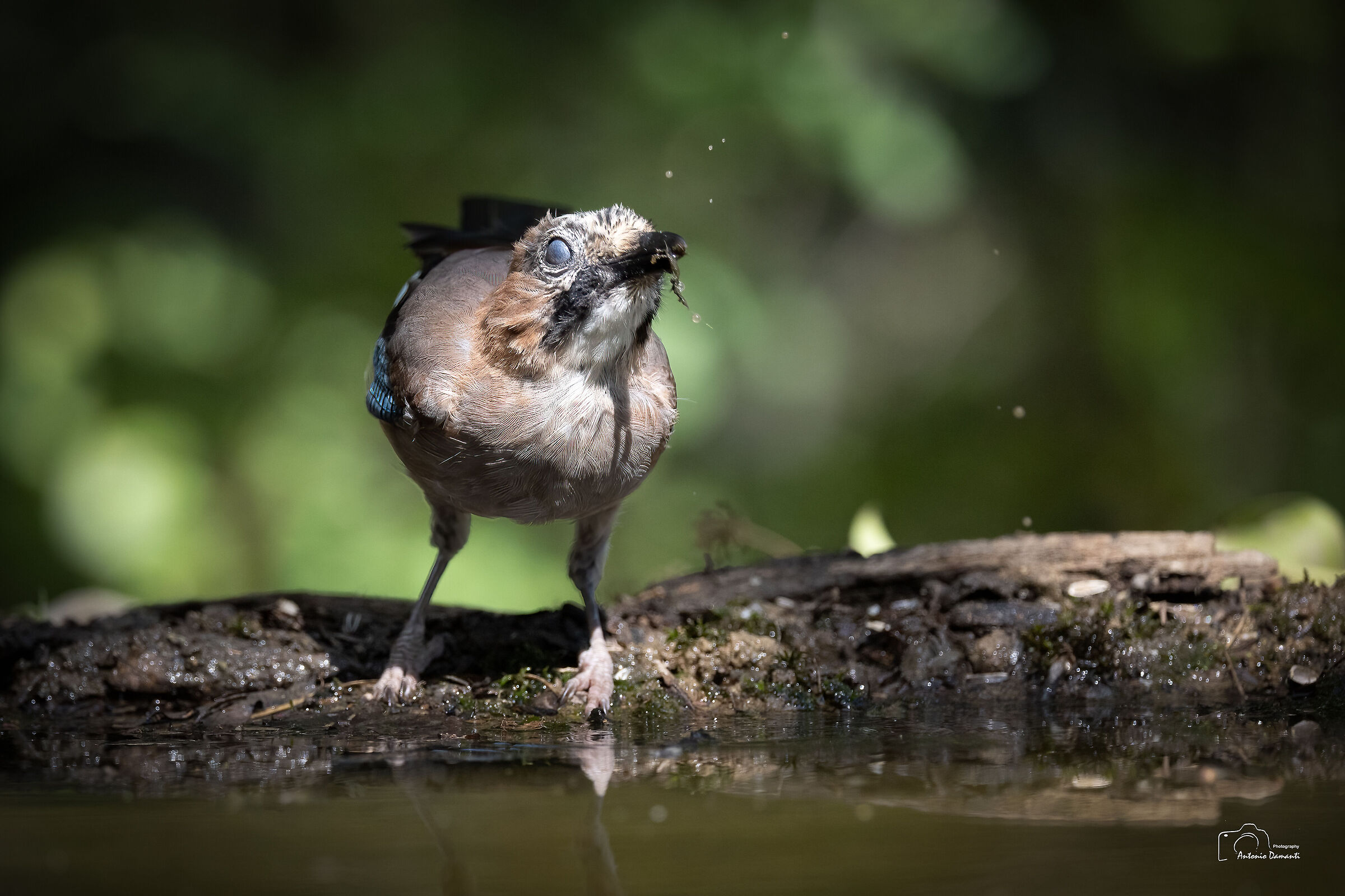 Jay with lowered nittitating membrane