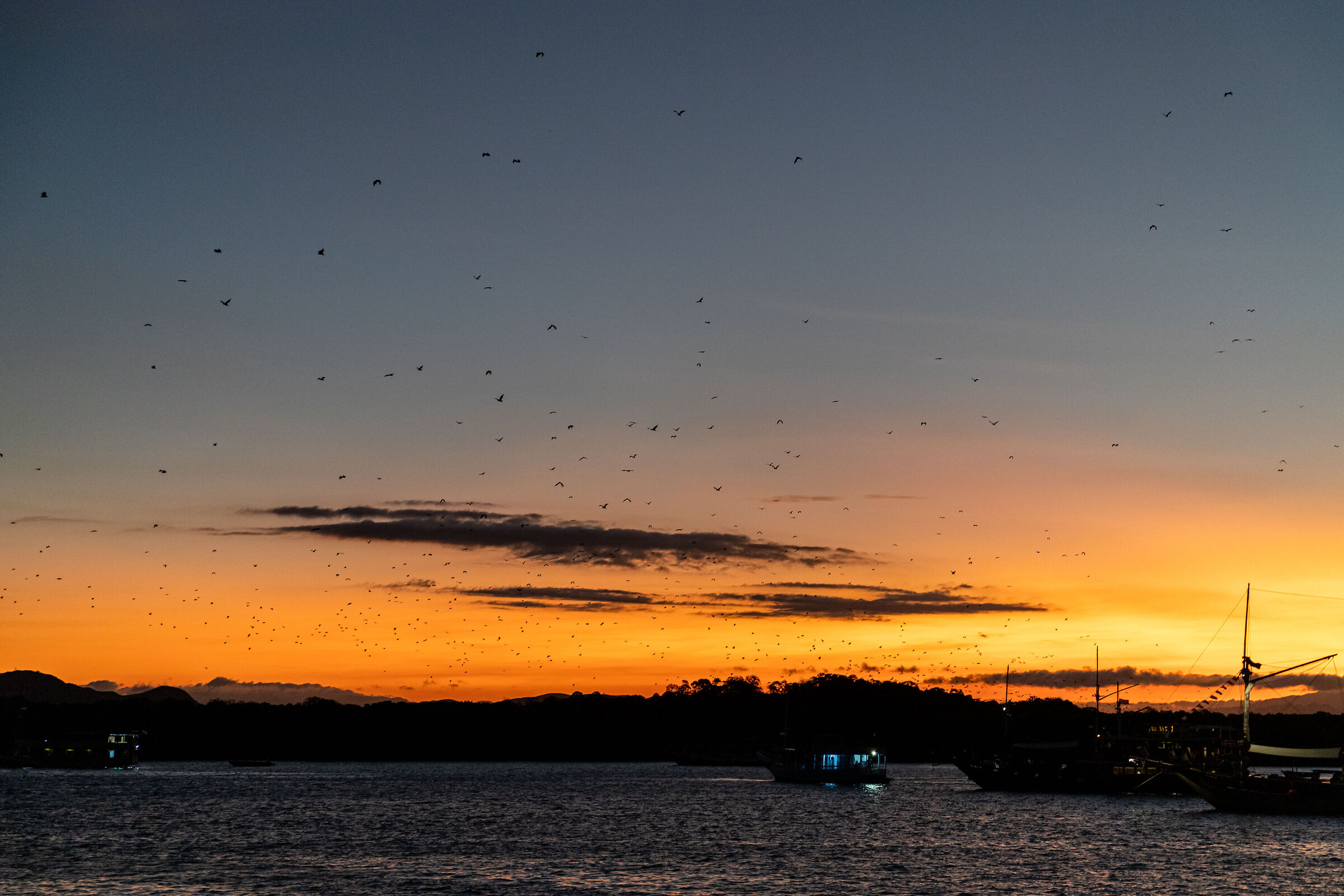 Le volpi volanti vanno a cena
