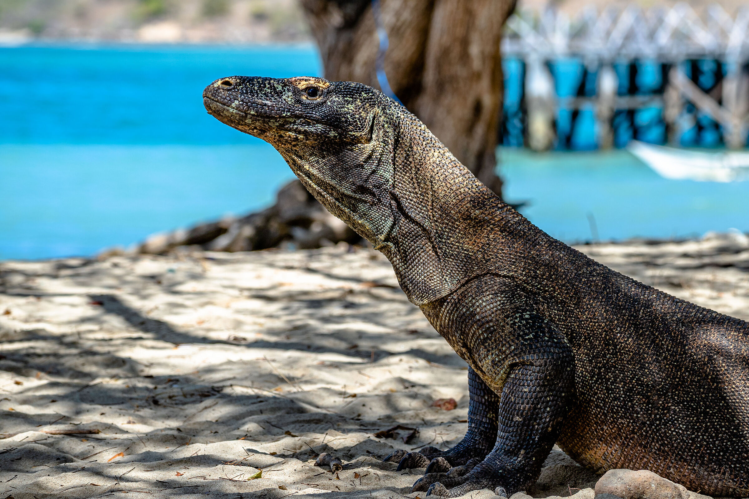 Il ritratto del drago