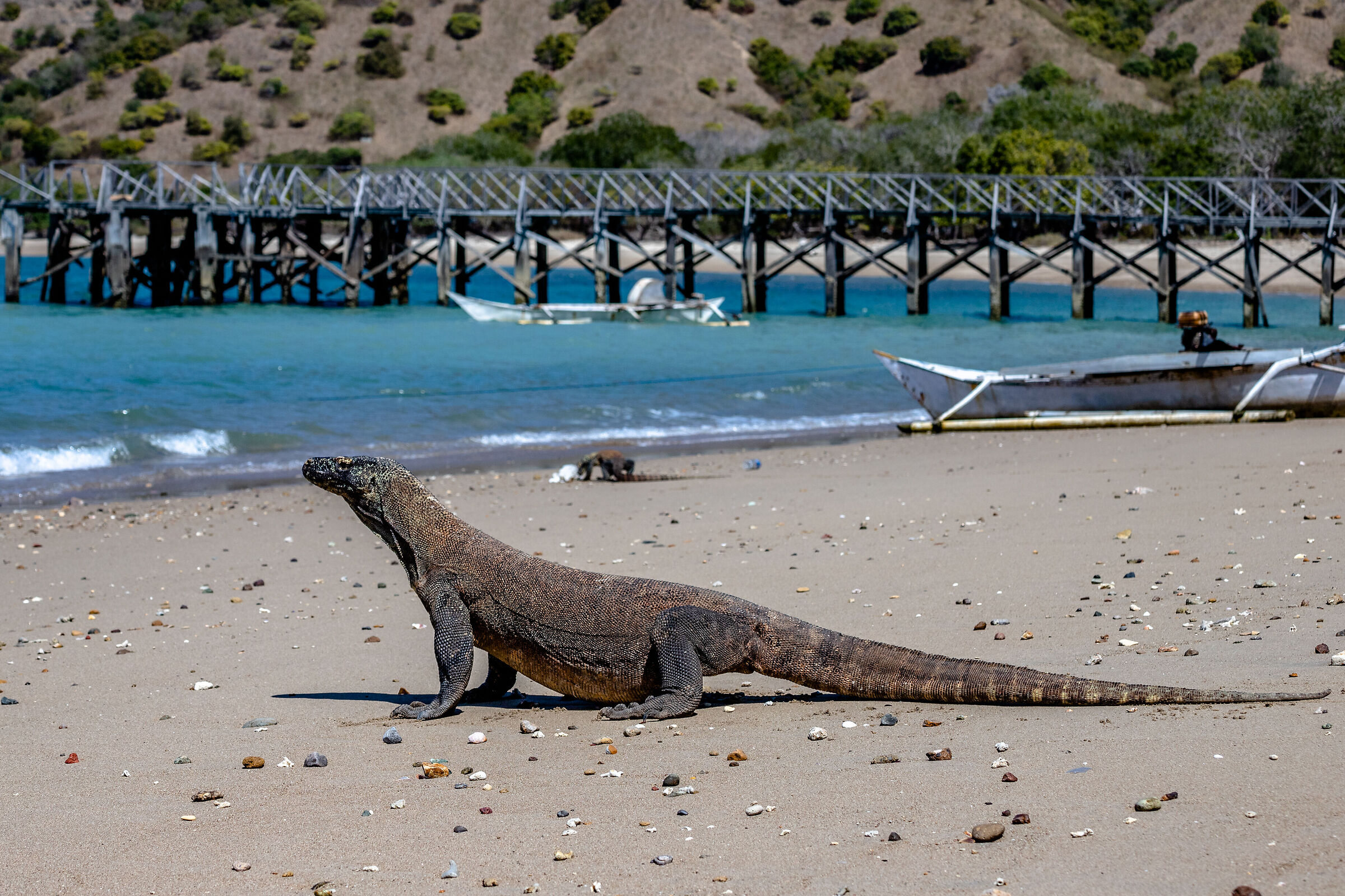 Drago di Komodo in spiaggia