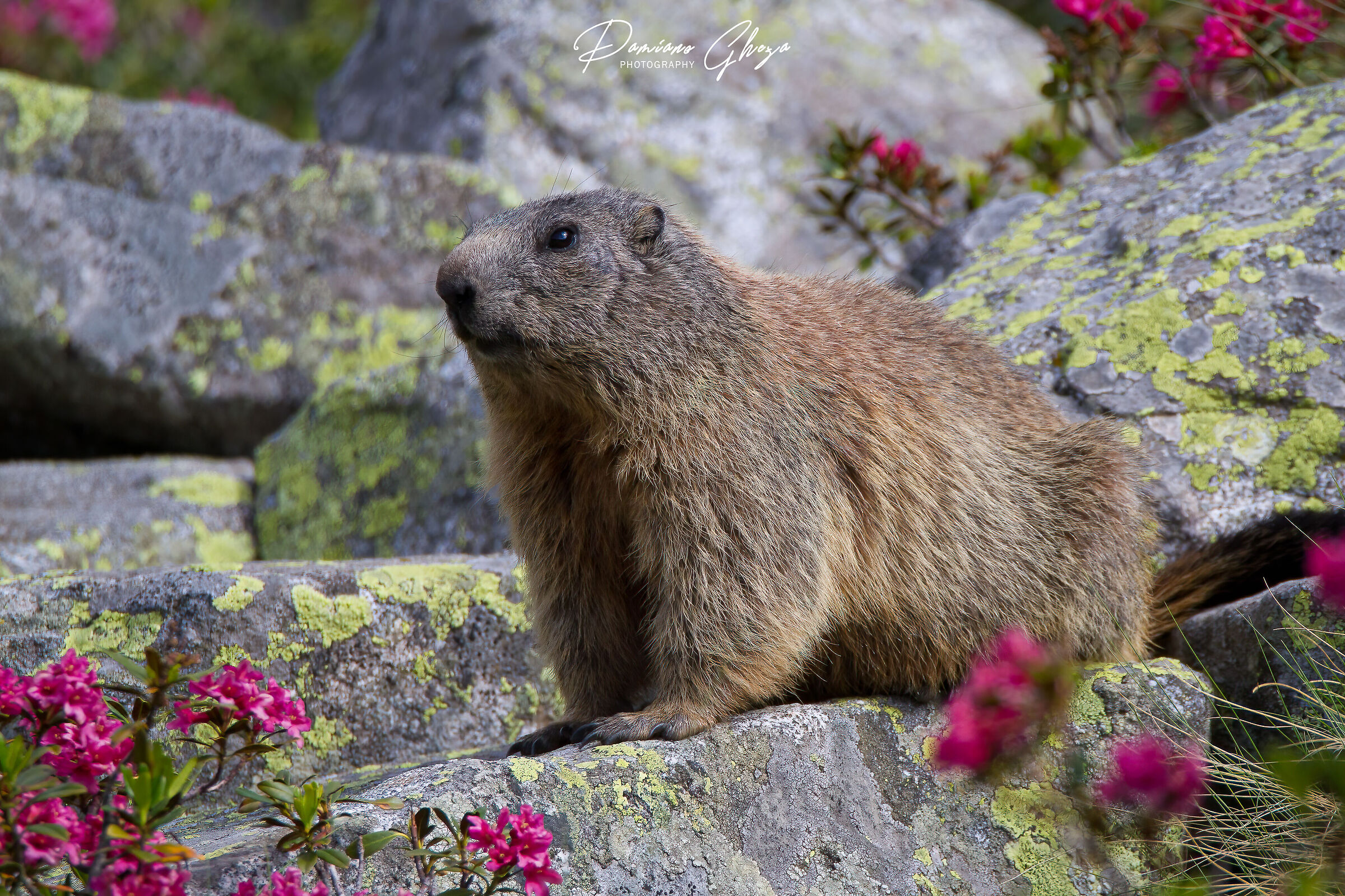 Marmotta tra i rododendri