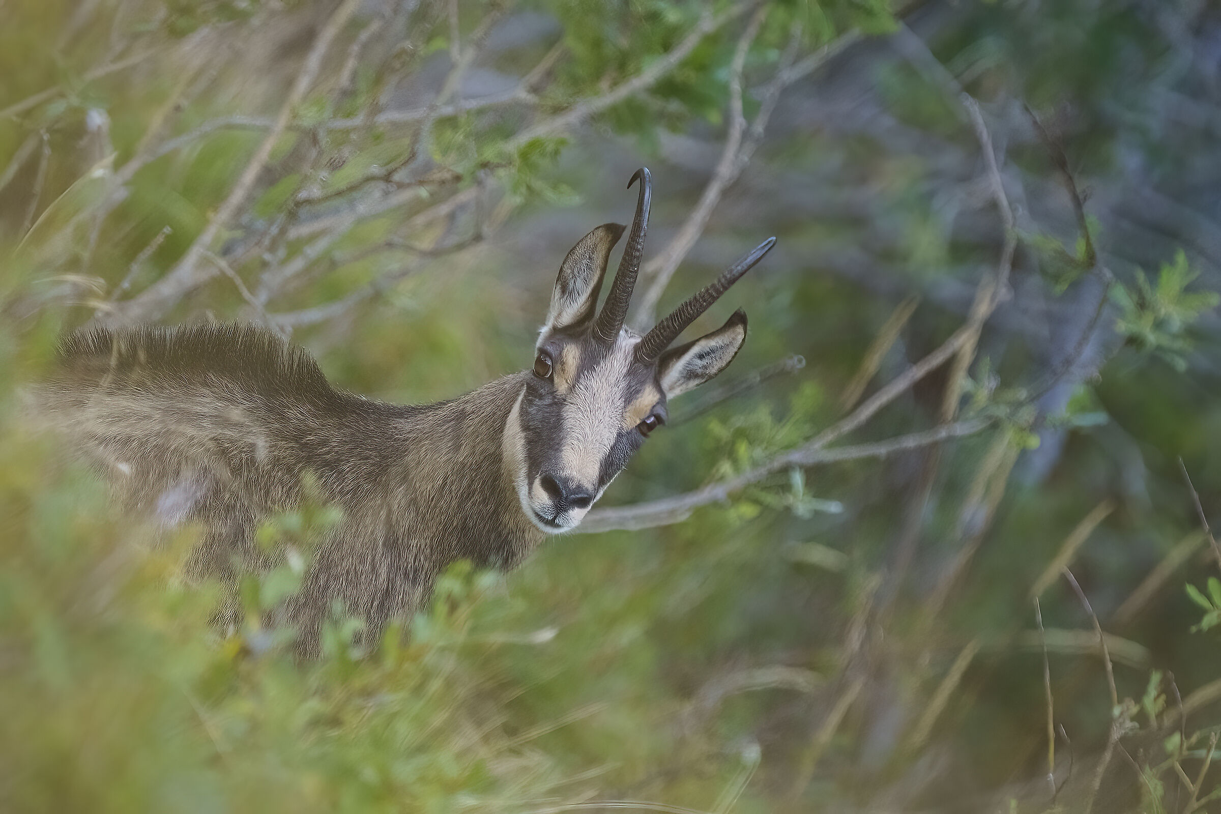 Chamois in Val Resia