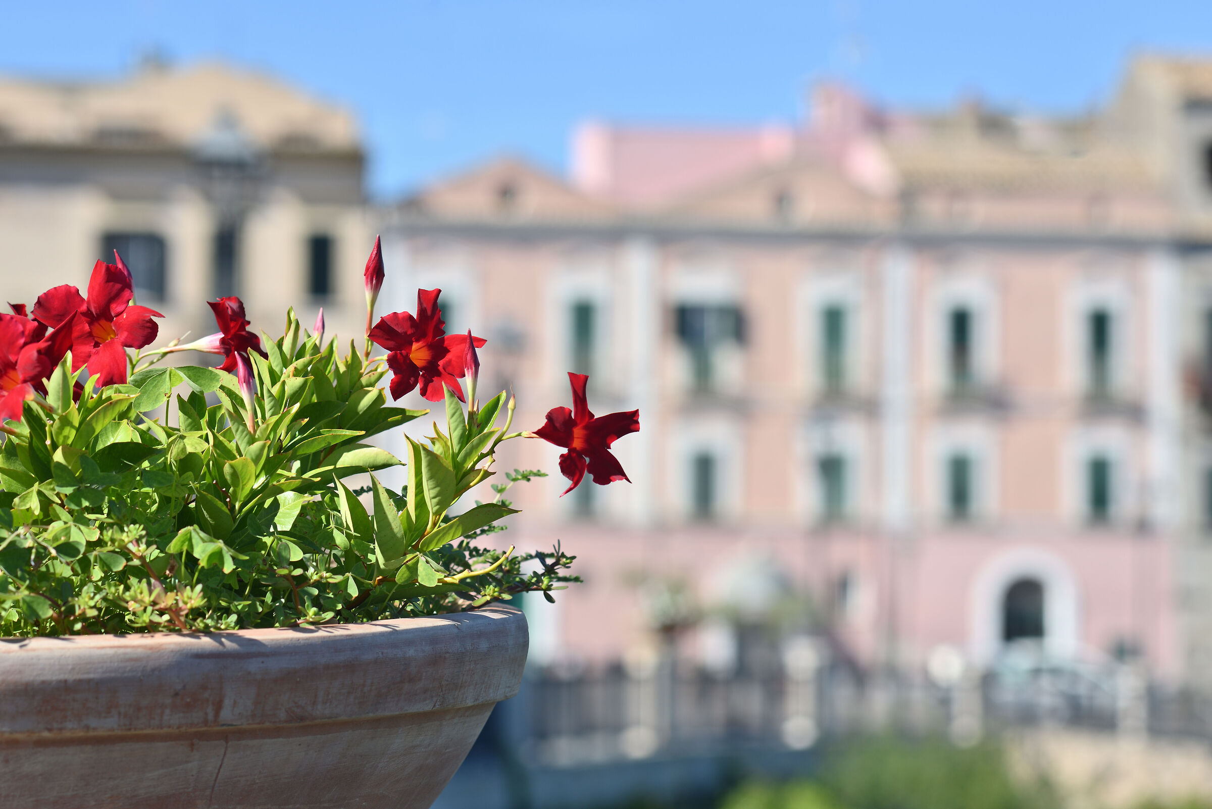 Test Nikkor AI-s  135  f/3,5