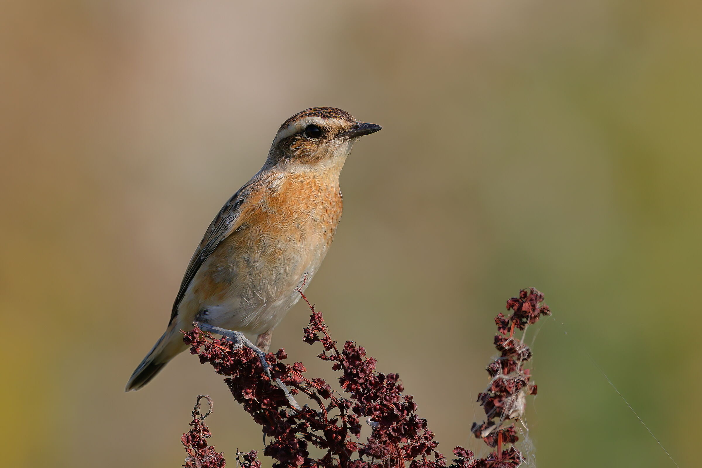 Stiaccino at the end of summer