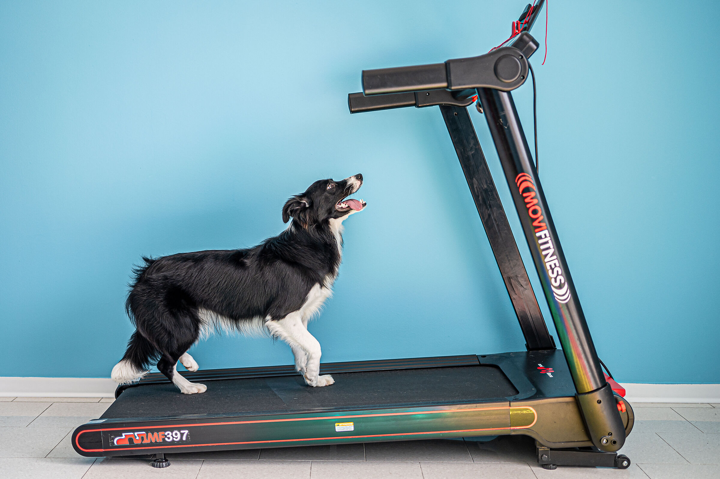 Quando a te non va e fai fare sport al tuo cane