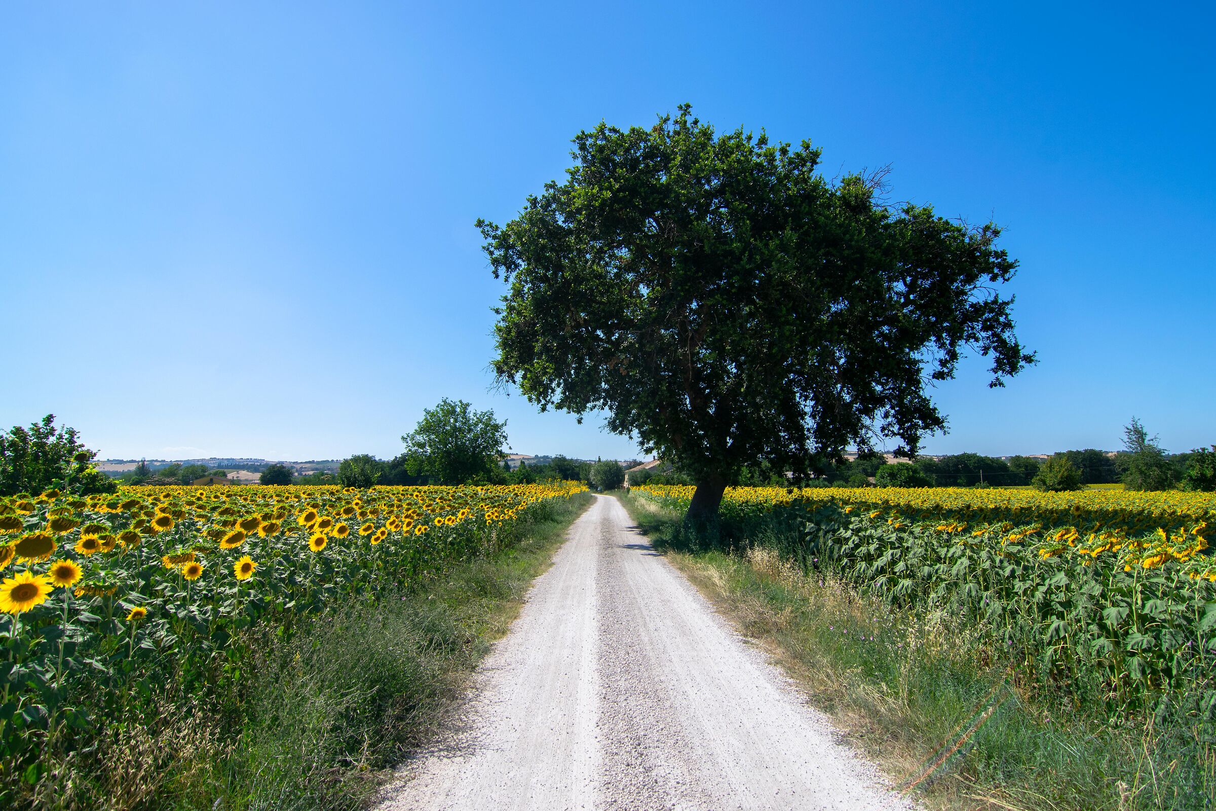 Strade bianche marchigiane