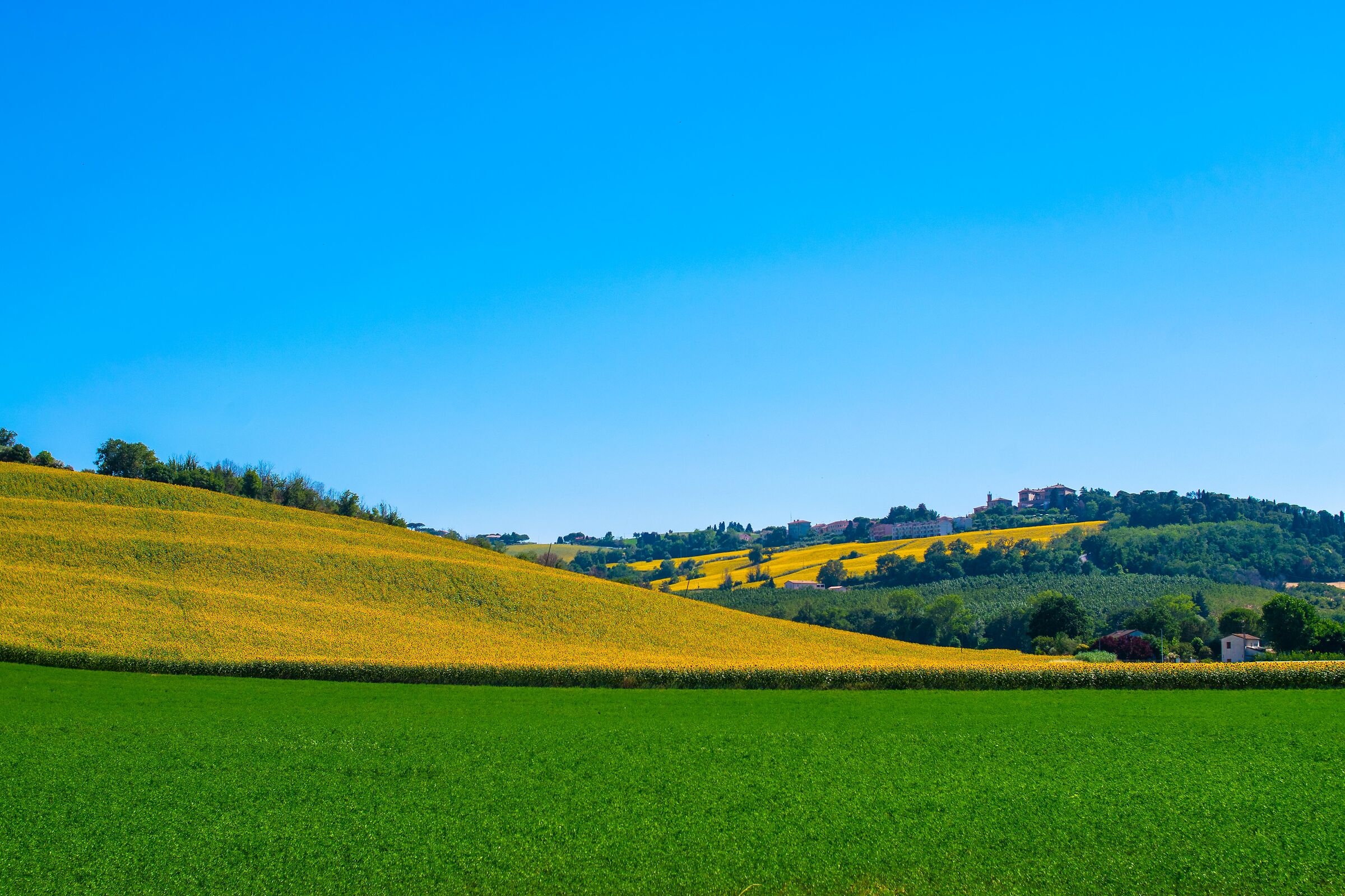 La dolce collina marchigiana nel solleone di luglio