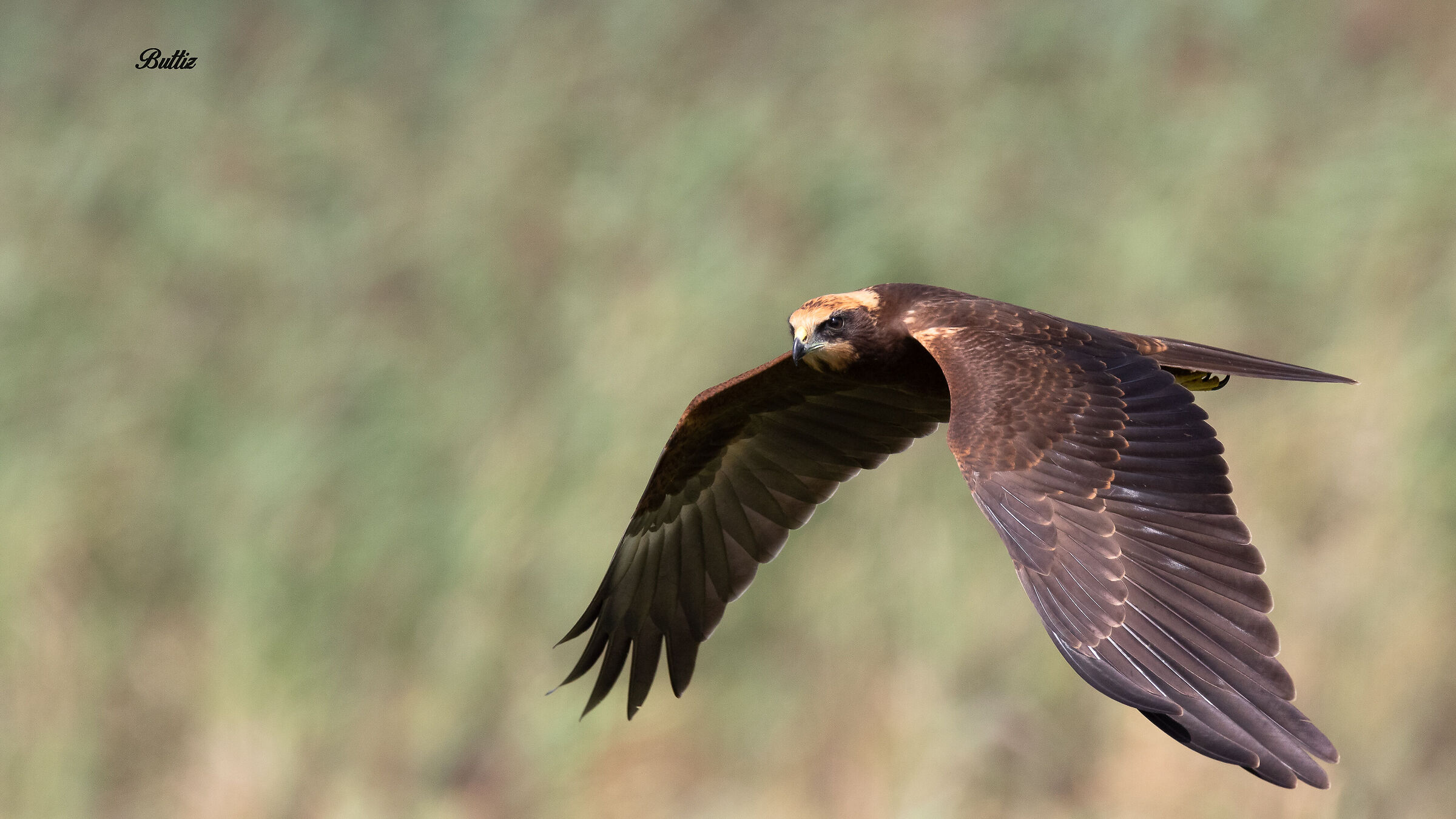 Falco di palude