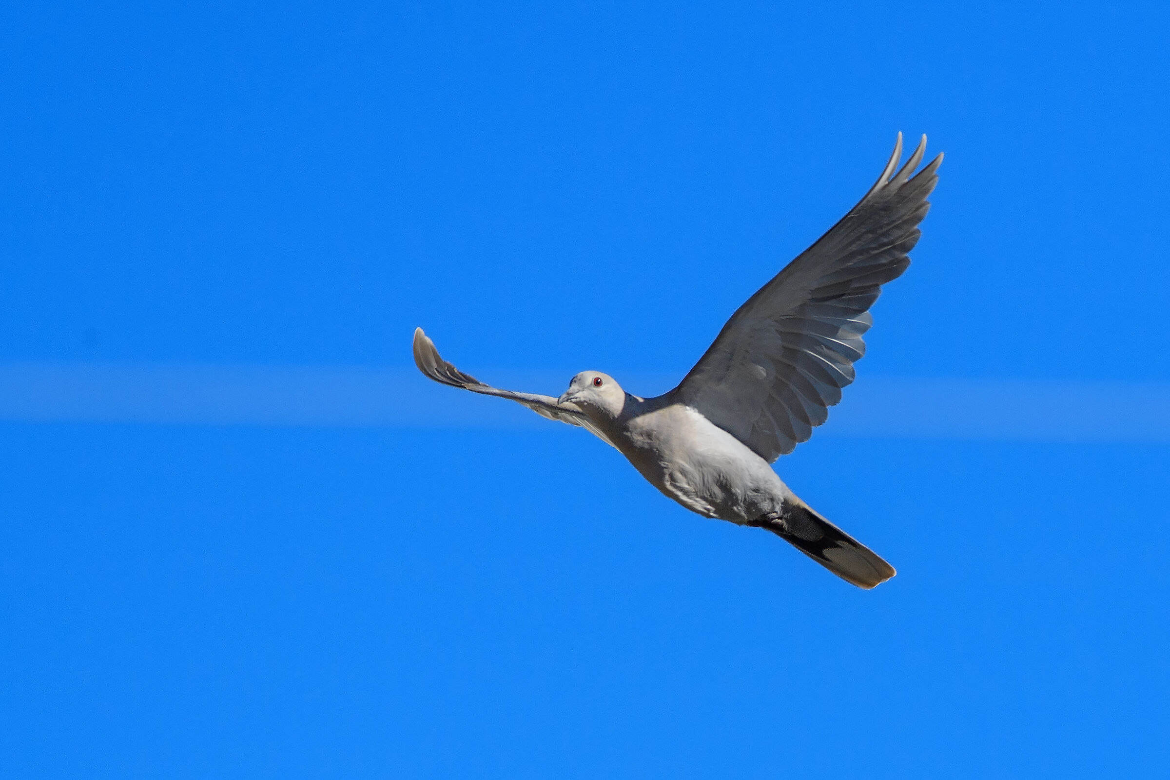 Turtle dove