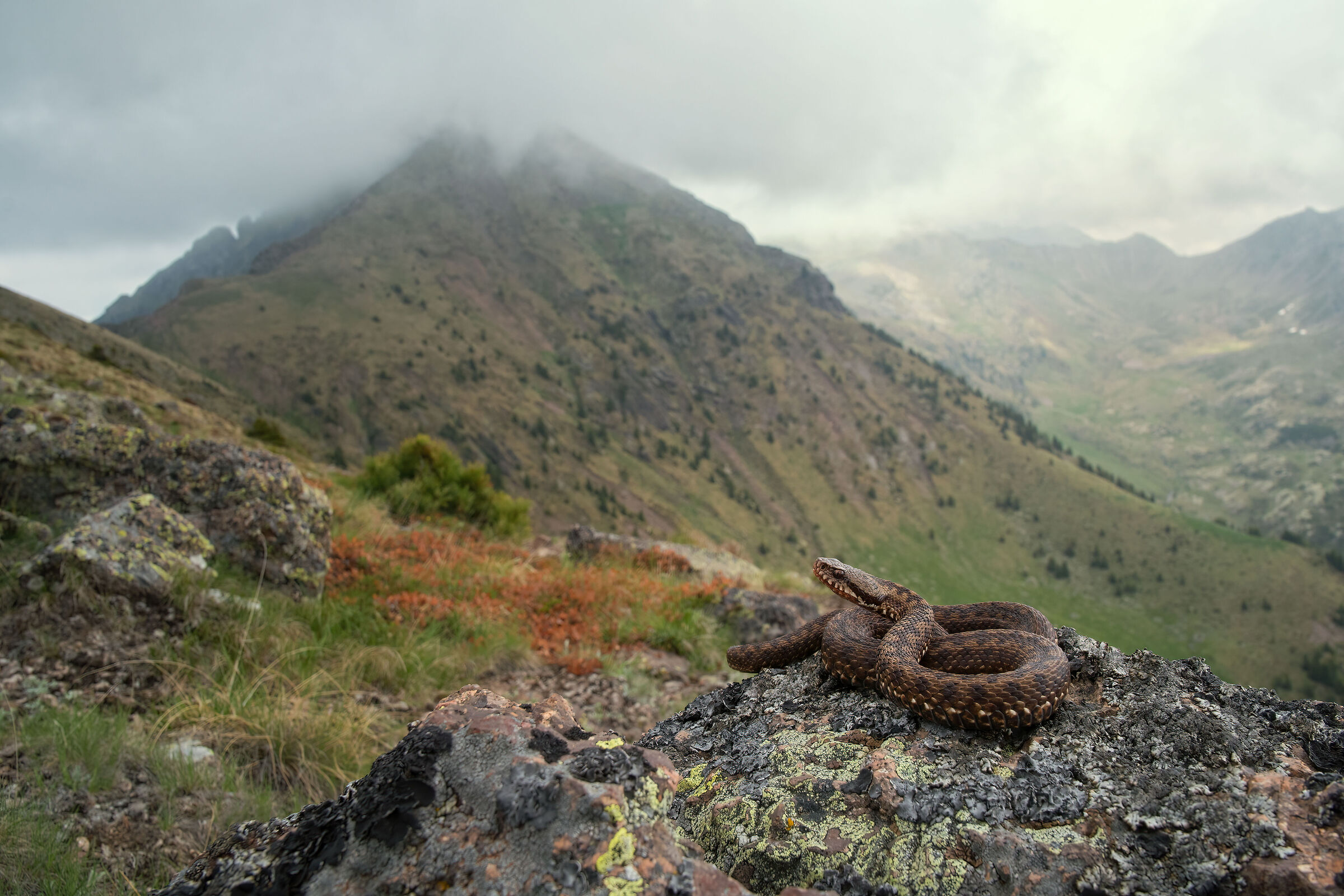 Vipera berus