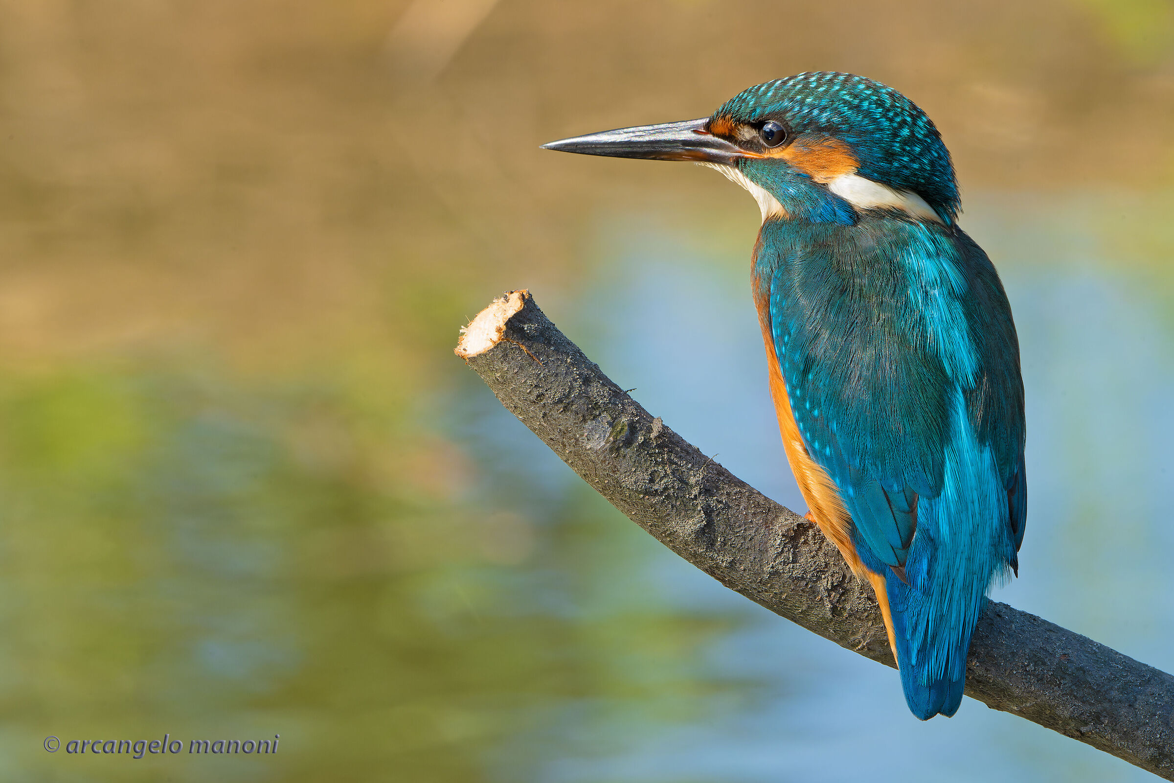 The guardian of the lake