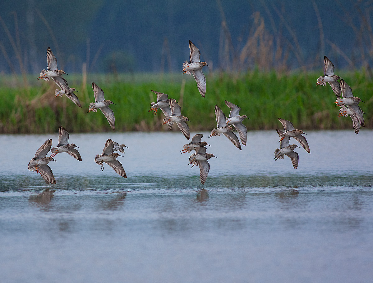 Here come the fighters