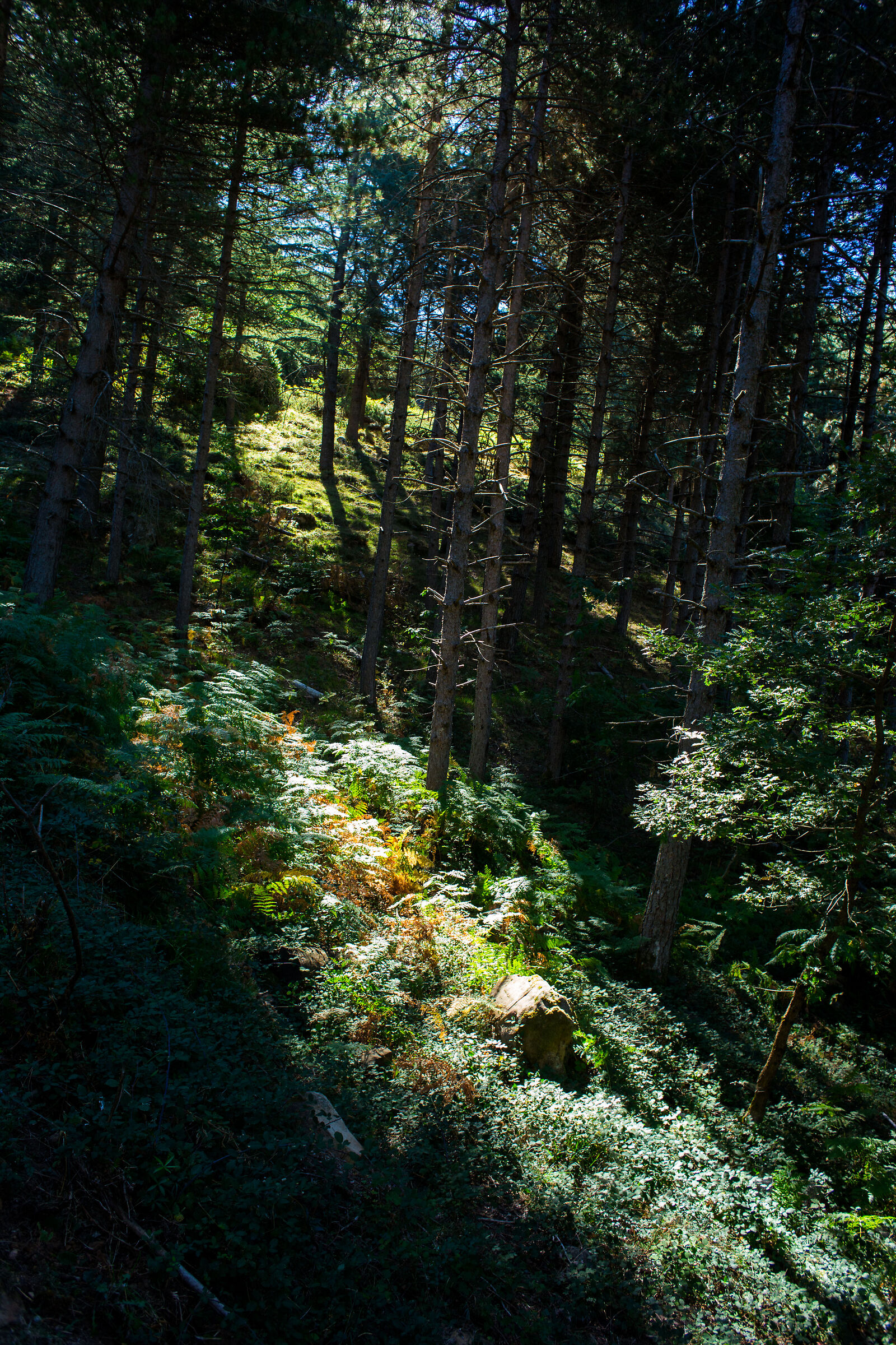 Pizzo Catarineci, Parco delle Madonie, 06