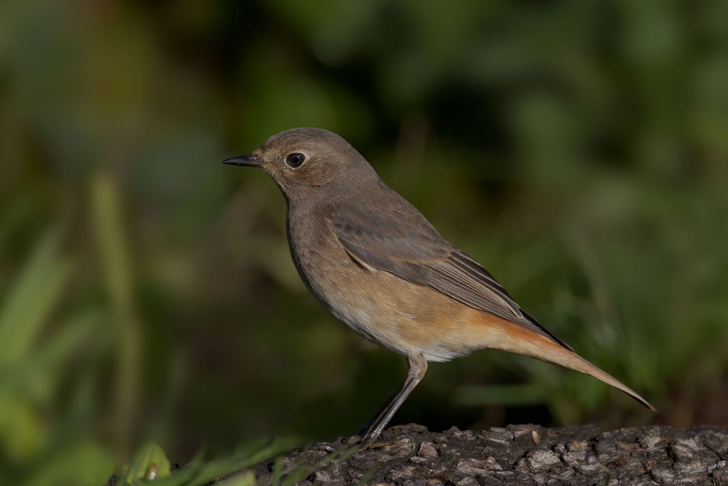 Codirosso comune femmina