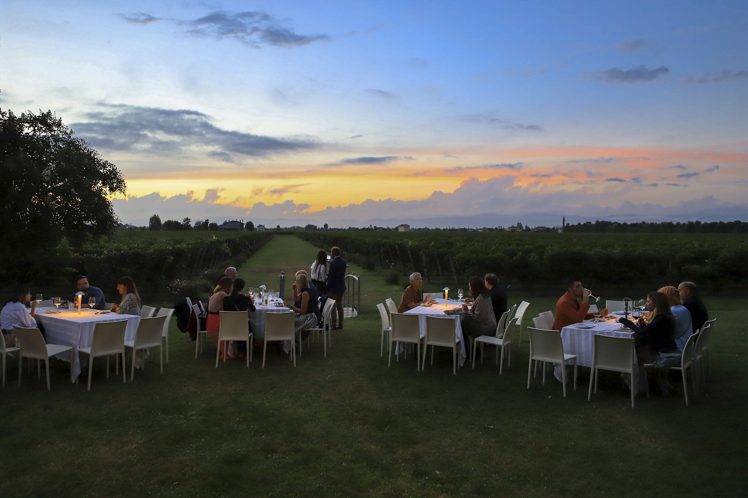 Dinner in the Vineyard