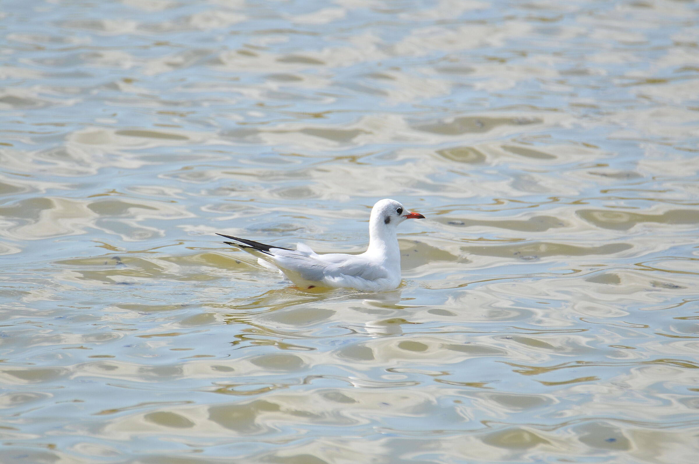 gull
