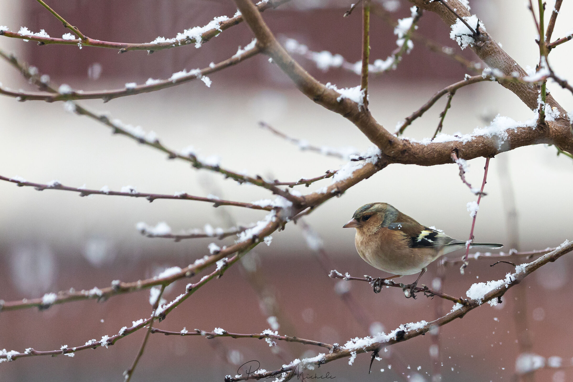 Birds in the snow