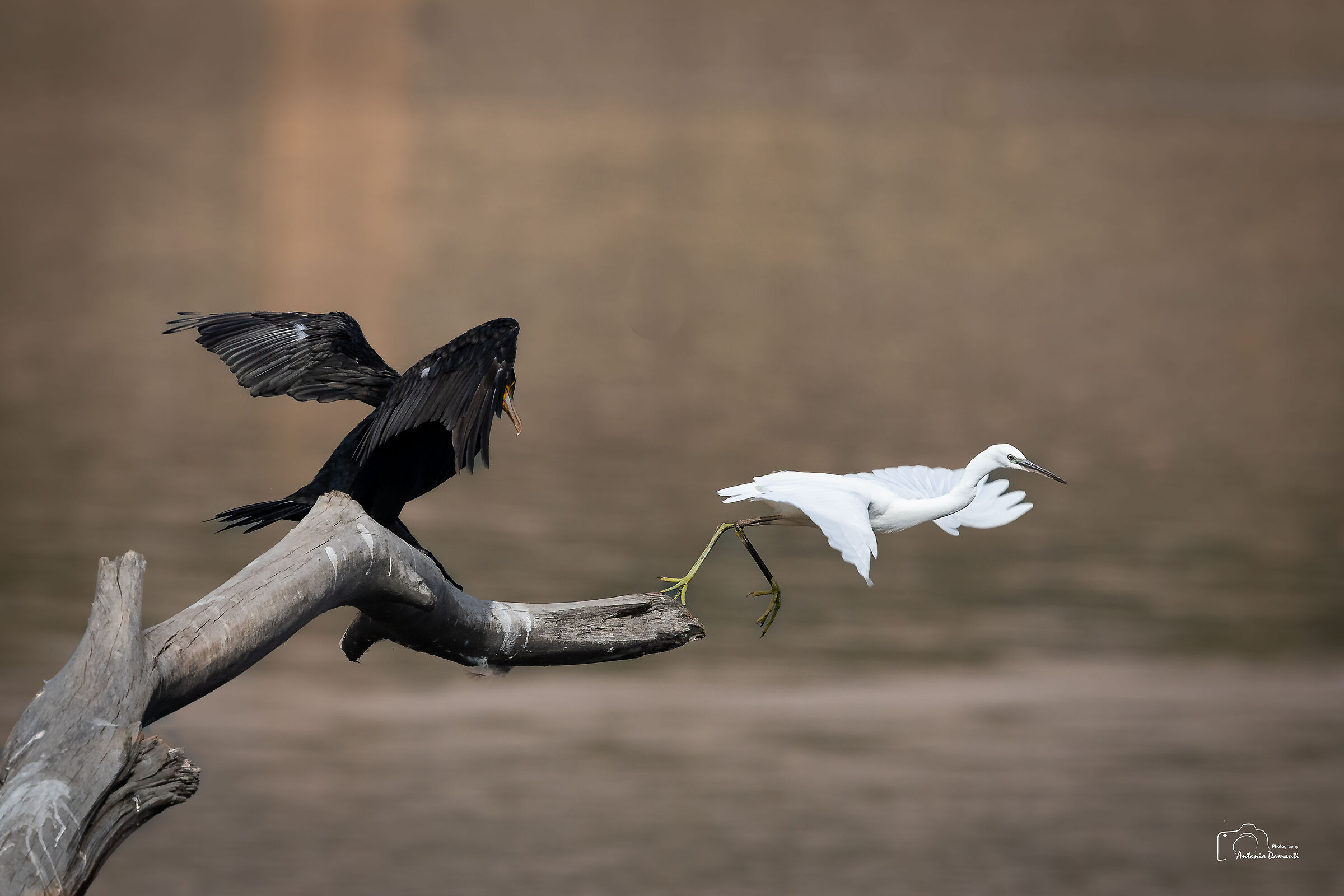 The cormorant and the egret