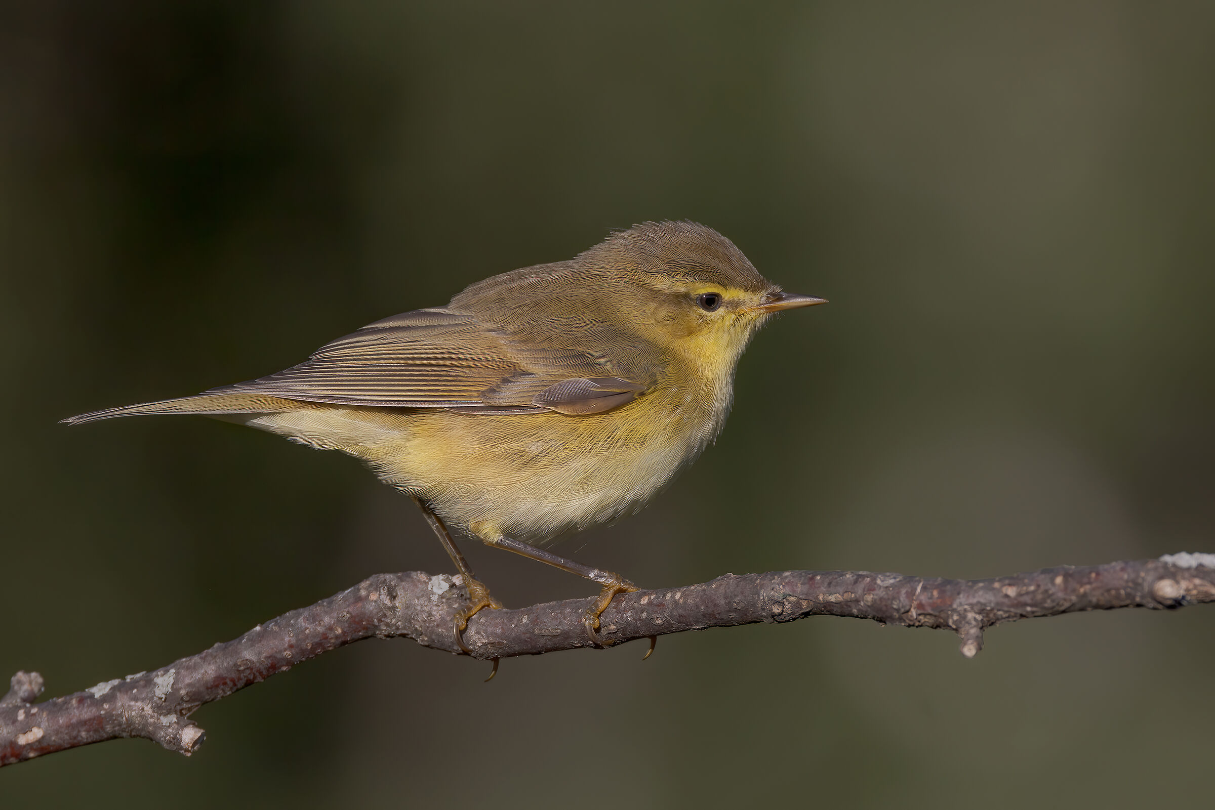 Luì grosso (Phylloscopus trochilus)