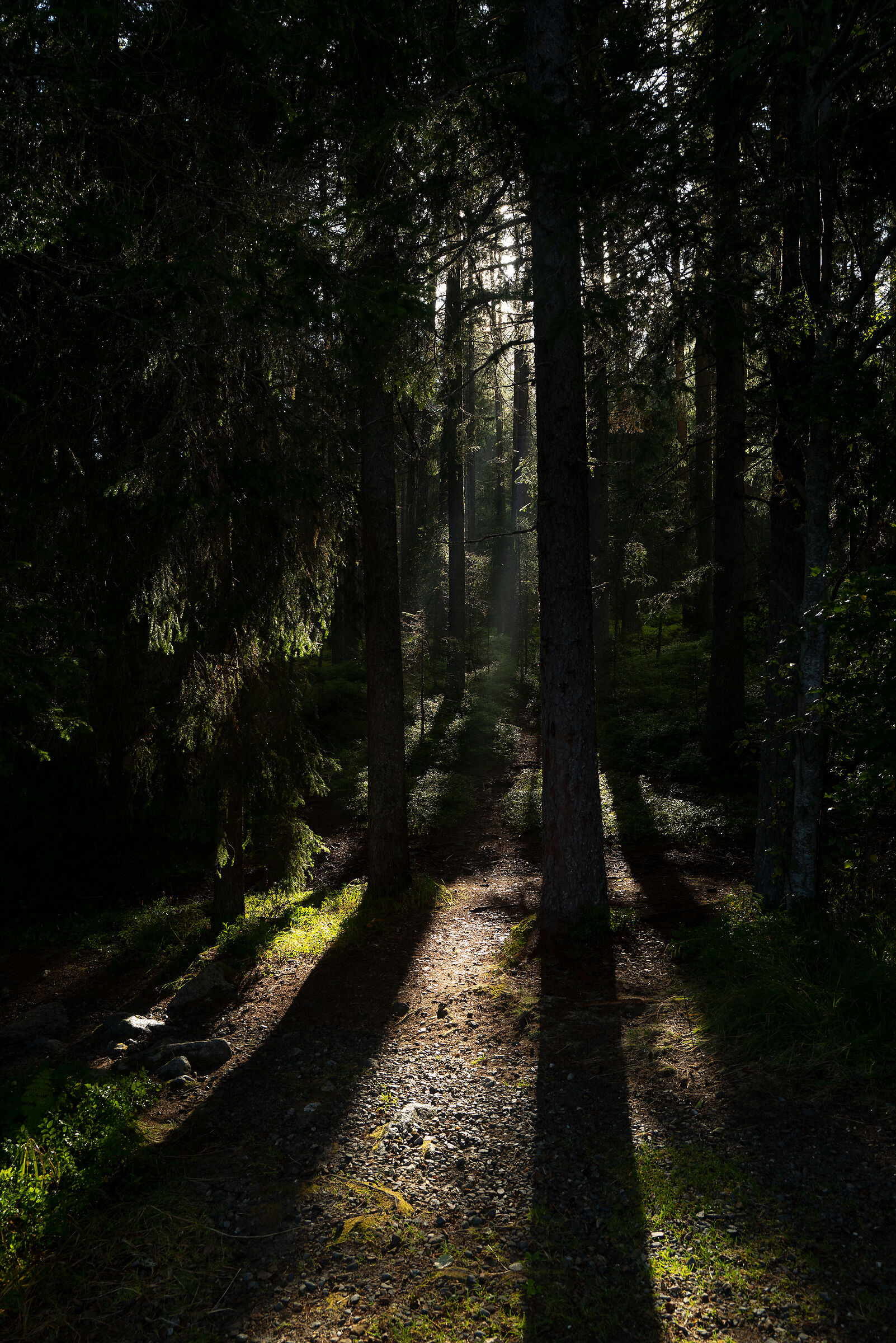 The magical light of the forest