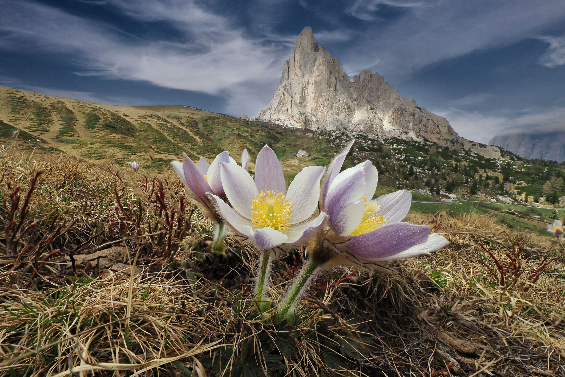 Pulsatilla Alpina - Passo Giau