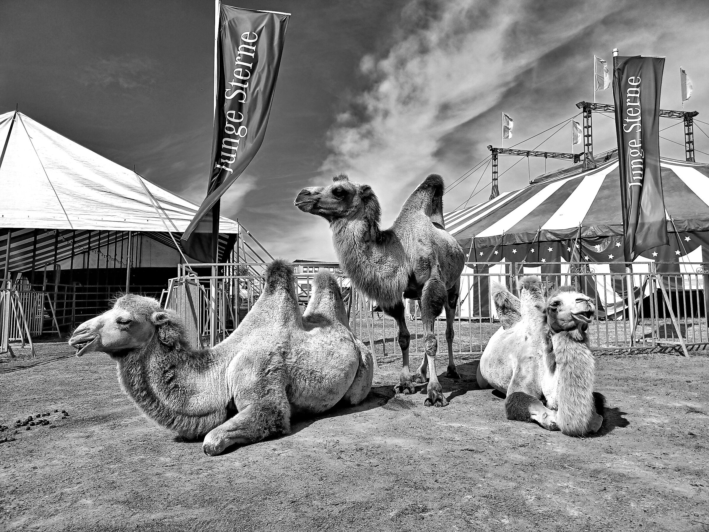 Three Camels